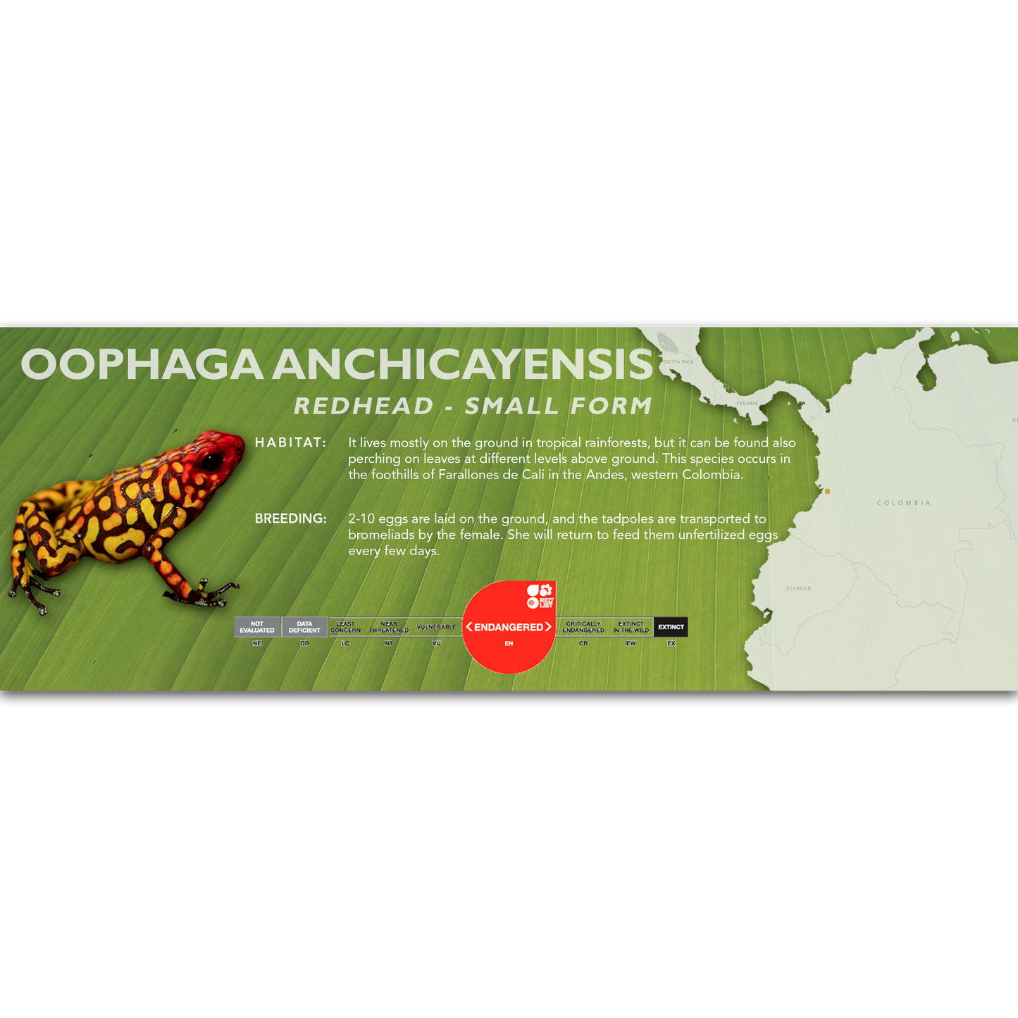 Oophaga anchicayensis - Classic Vivarium Label