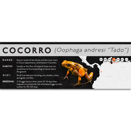 Cocorro (Oophaga andresi) - X Label
