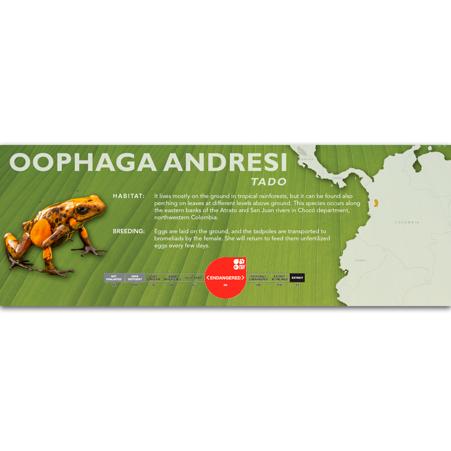 Oophaga andresi - Classic Vivarium Label
