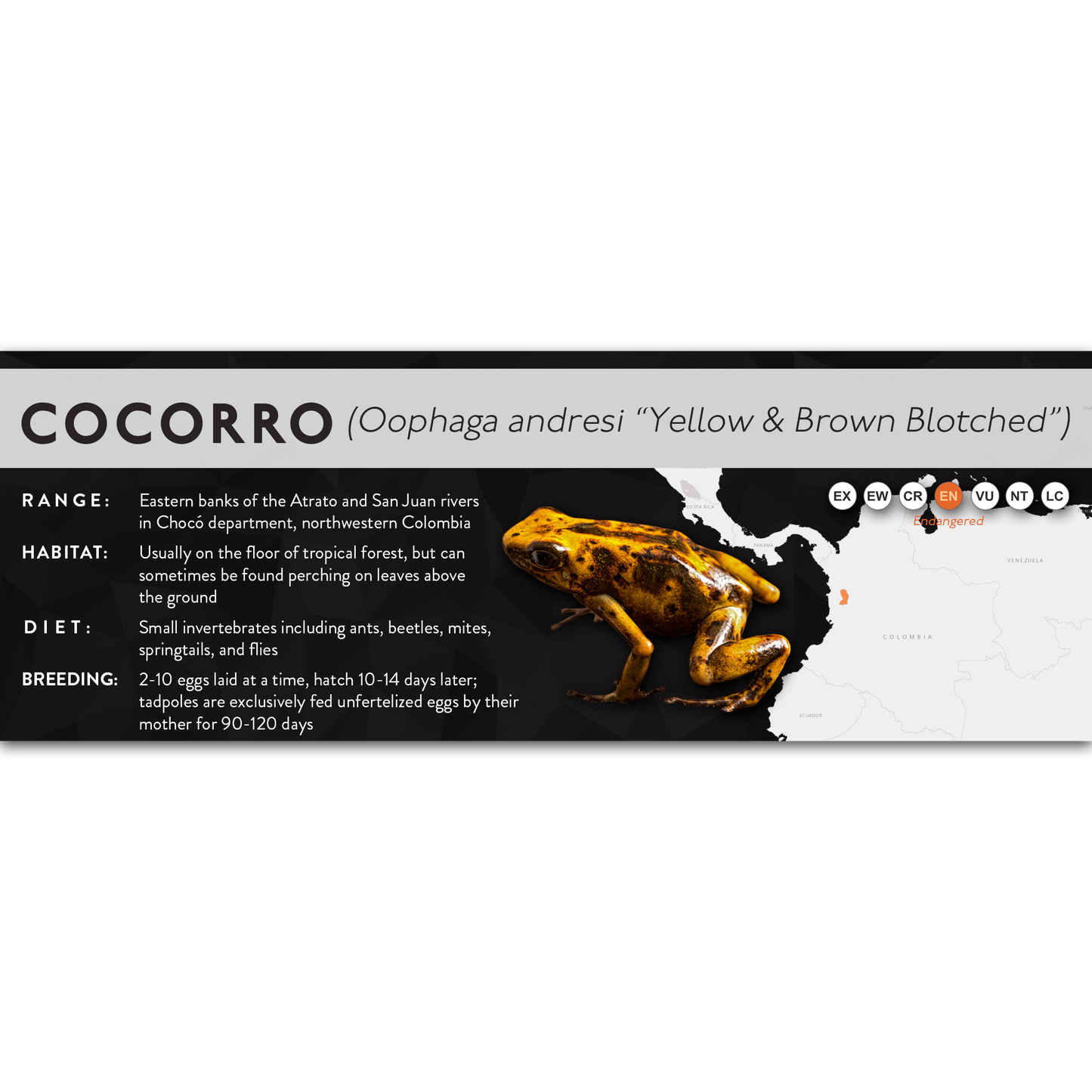 Cocorro (Oophaga andresi) - X Label