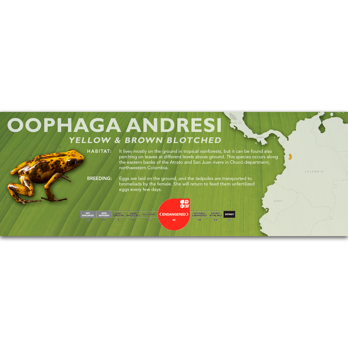 Oophaga andresi - Classic Vivarium Label