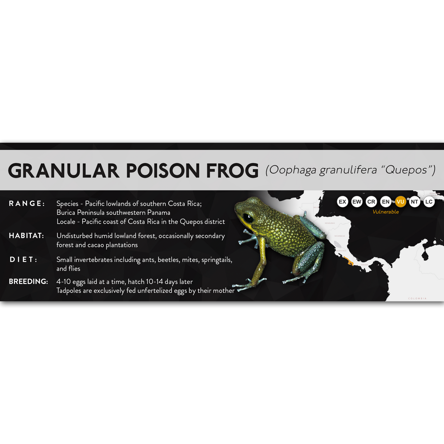 Granular Poison Frog (Oophaga granulifera) - X Label