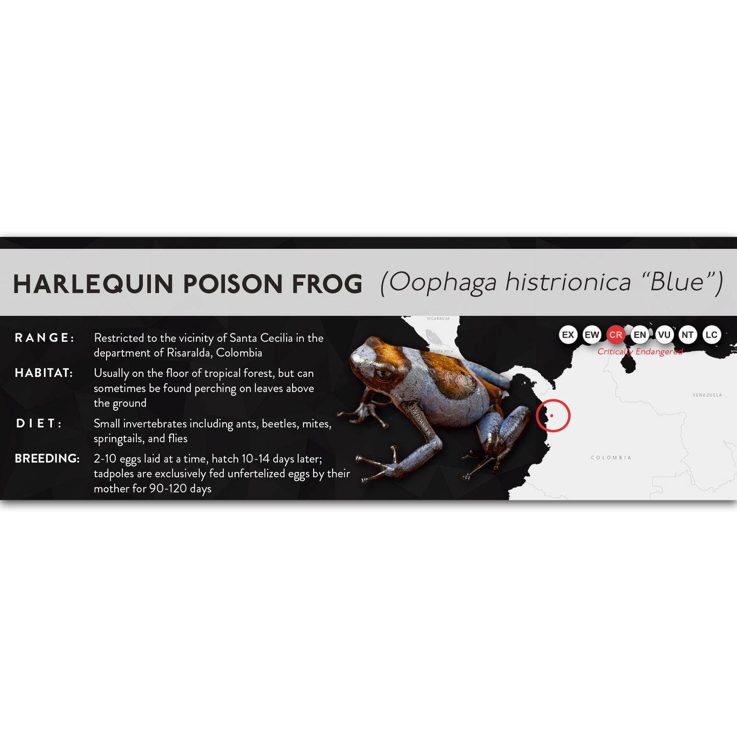 Harlequin Poison Frog (Oophaga histrionica) - X Label