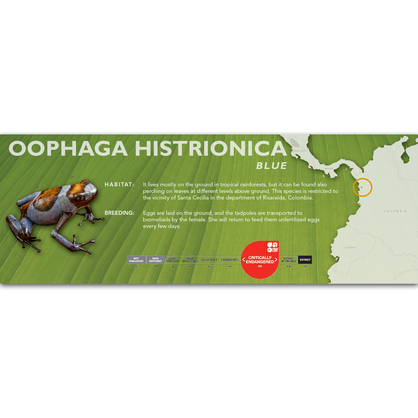 Oophaga histrionica - Classic Vivarium Label