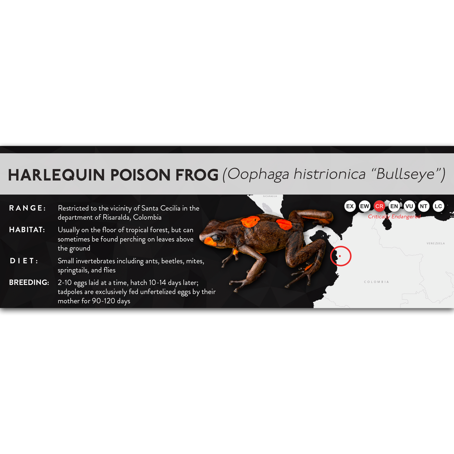 Harlequin Poison Frog (Oophaga histrionica) - X Label