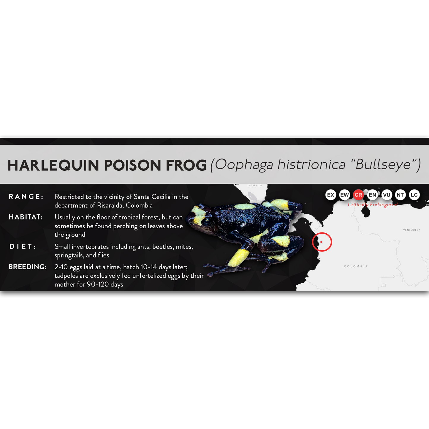 Harlequin Poison Frog (Oophaga histrionica) - X Label