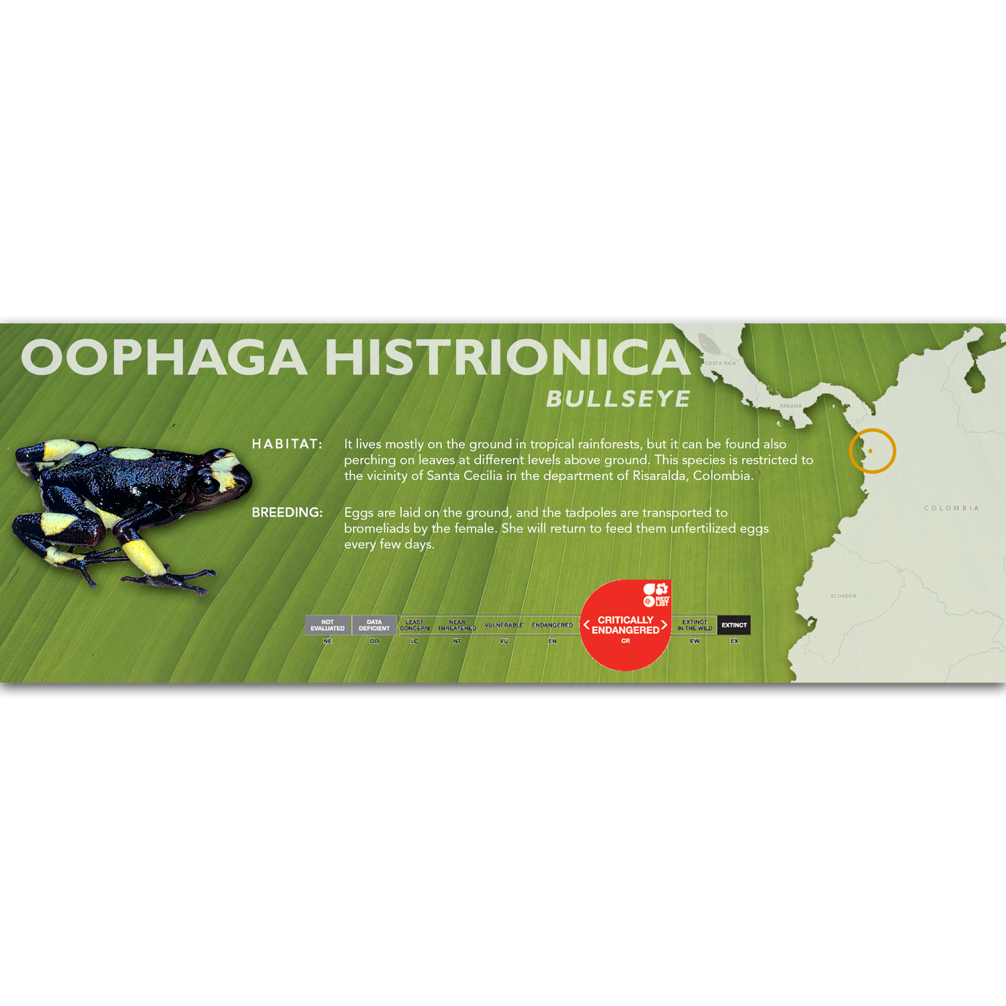 Oophaga histrionica - Classic Vivarium Label
