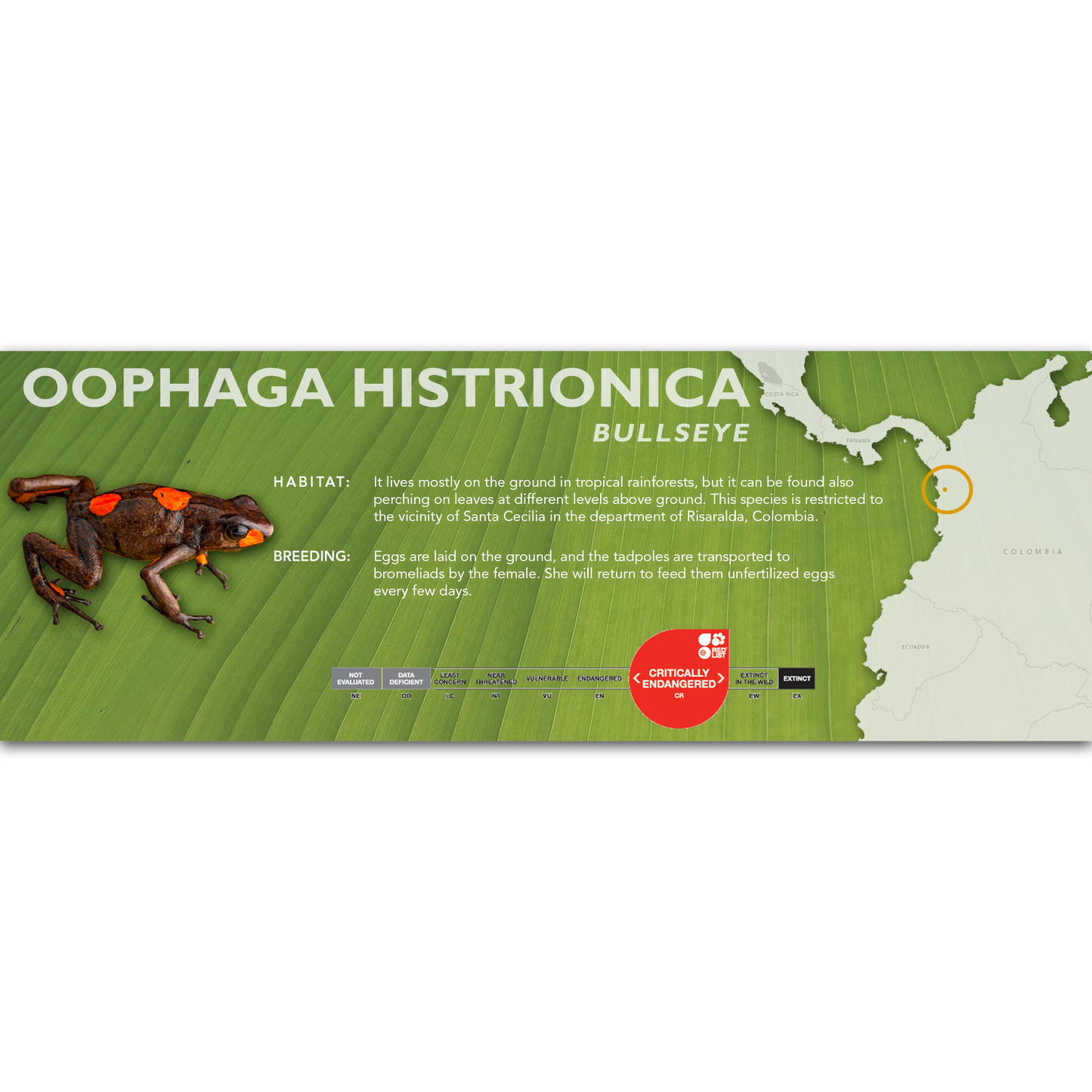 Oophaga histrionica - Classic Vivarium Label