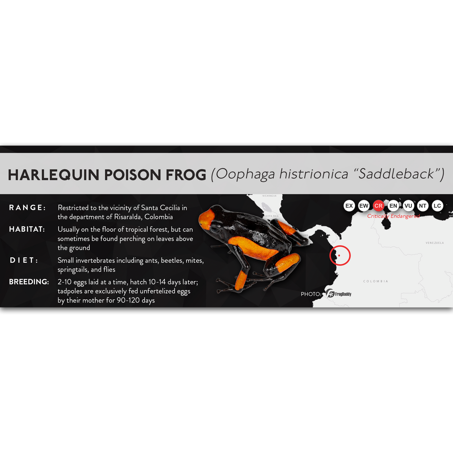 Harlequin Poison Frog (Oophaga histrionica) - X Label