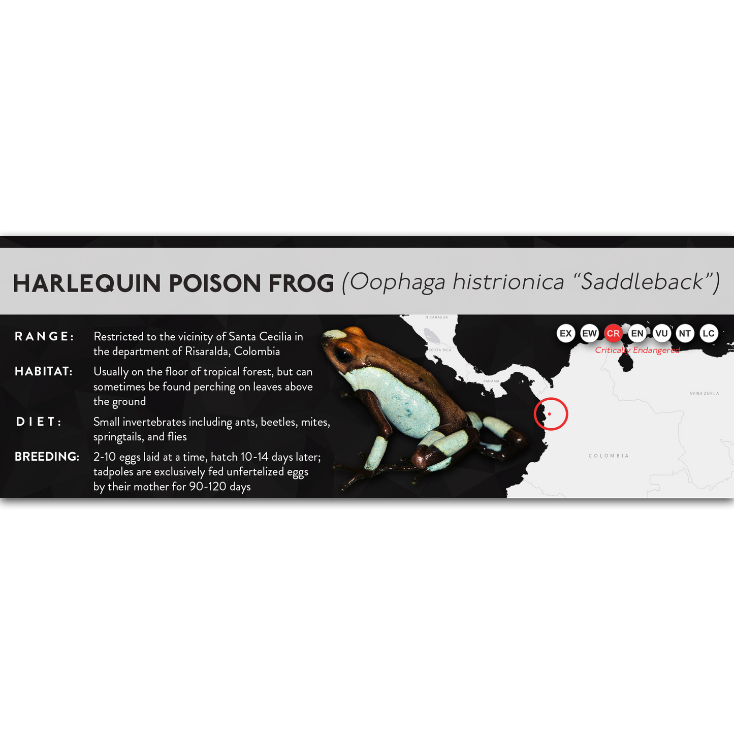 Harlequin Poison Frog (Oophaga histrionica) - X Label