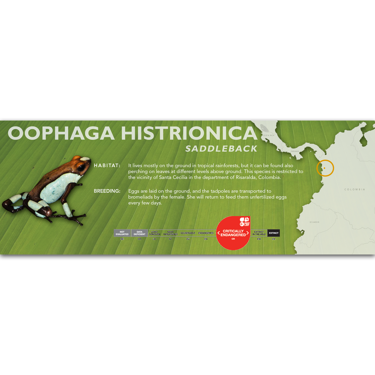 Oophaga histrionica - Classic Vivarium Label