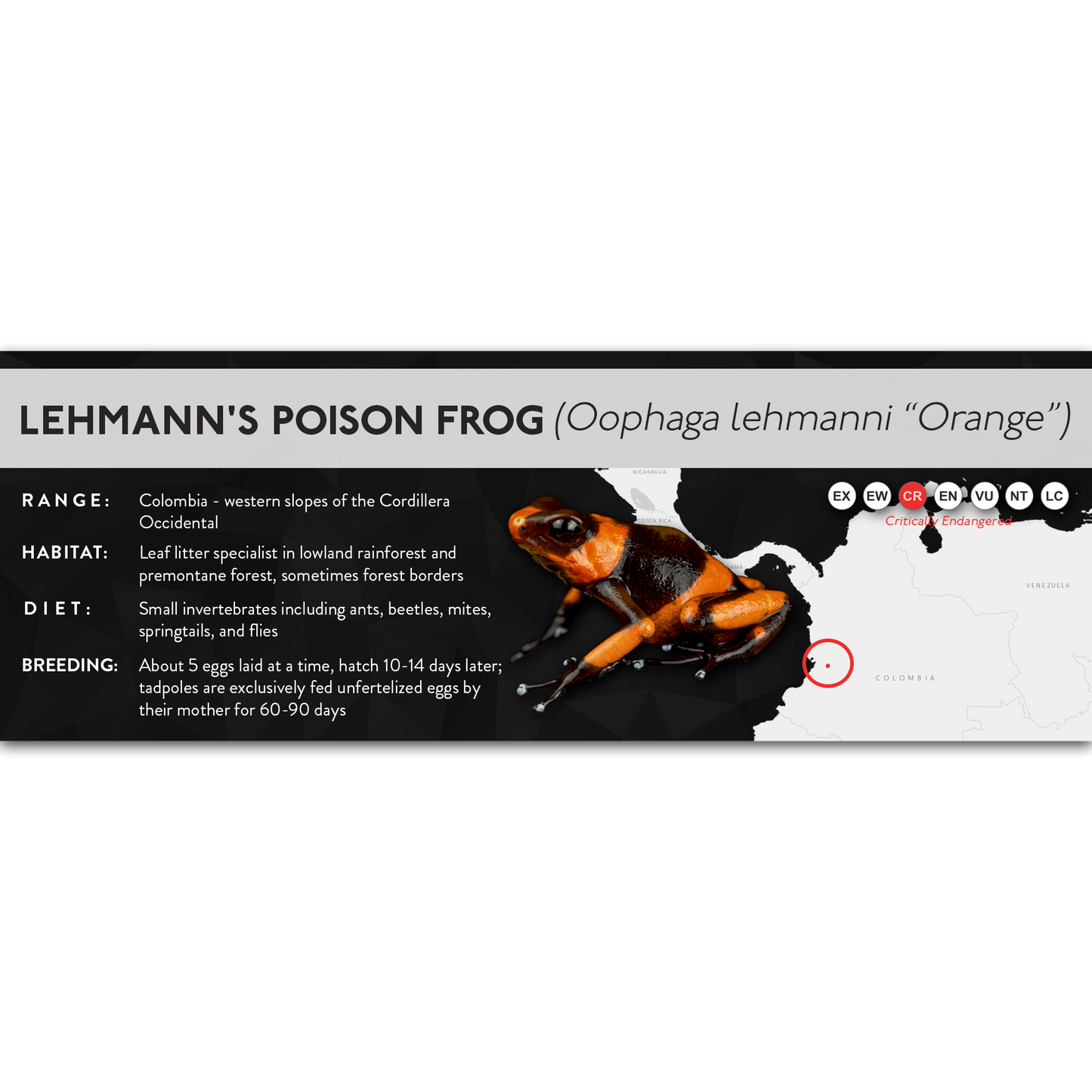 Lehmann's Poison Frog (Oophaga lehmanni) - X Label