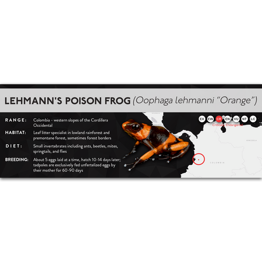 Lehmann's Poison Frog (Oophaga lehmanni) - X Label