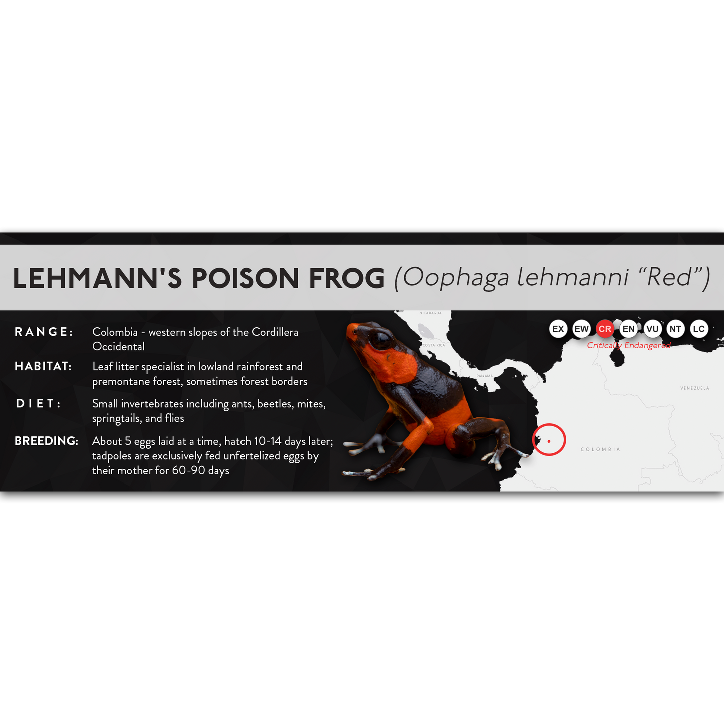 Lehmann's Poison Frog (Oophaga lehmanni) - X Label
