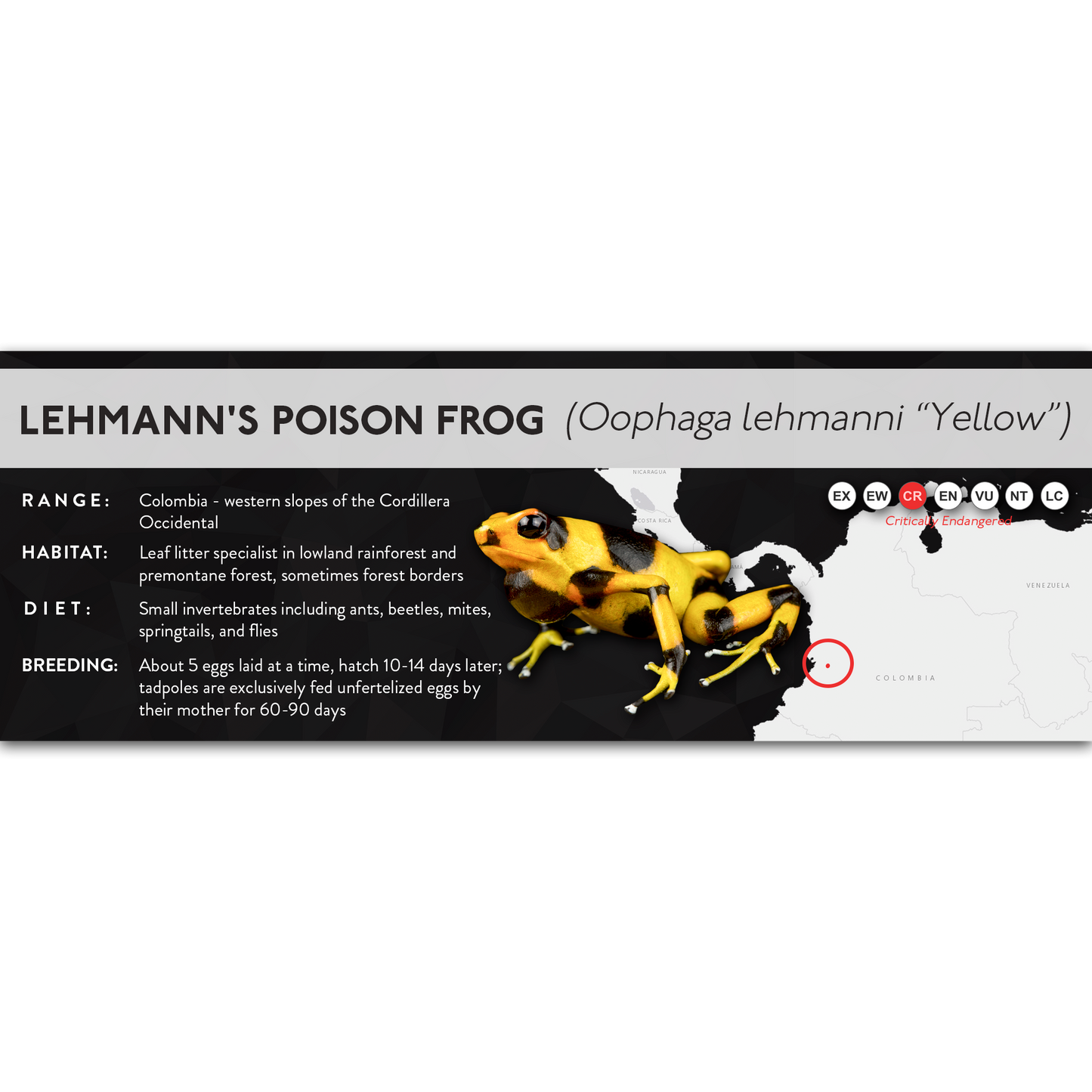 Lehmann's Poison Frog (Oophaga lehmanni) - X Label