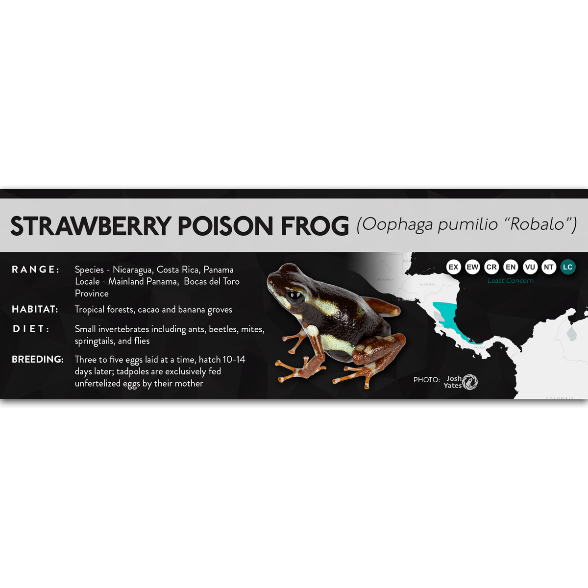 Strawberry Poison Frog (Oophaga pumilio) - X Label
