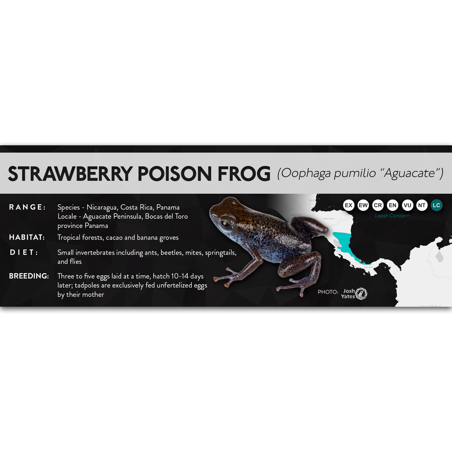 Strawberry Poison Frog (Oophaga pumilio) - X Label