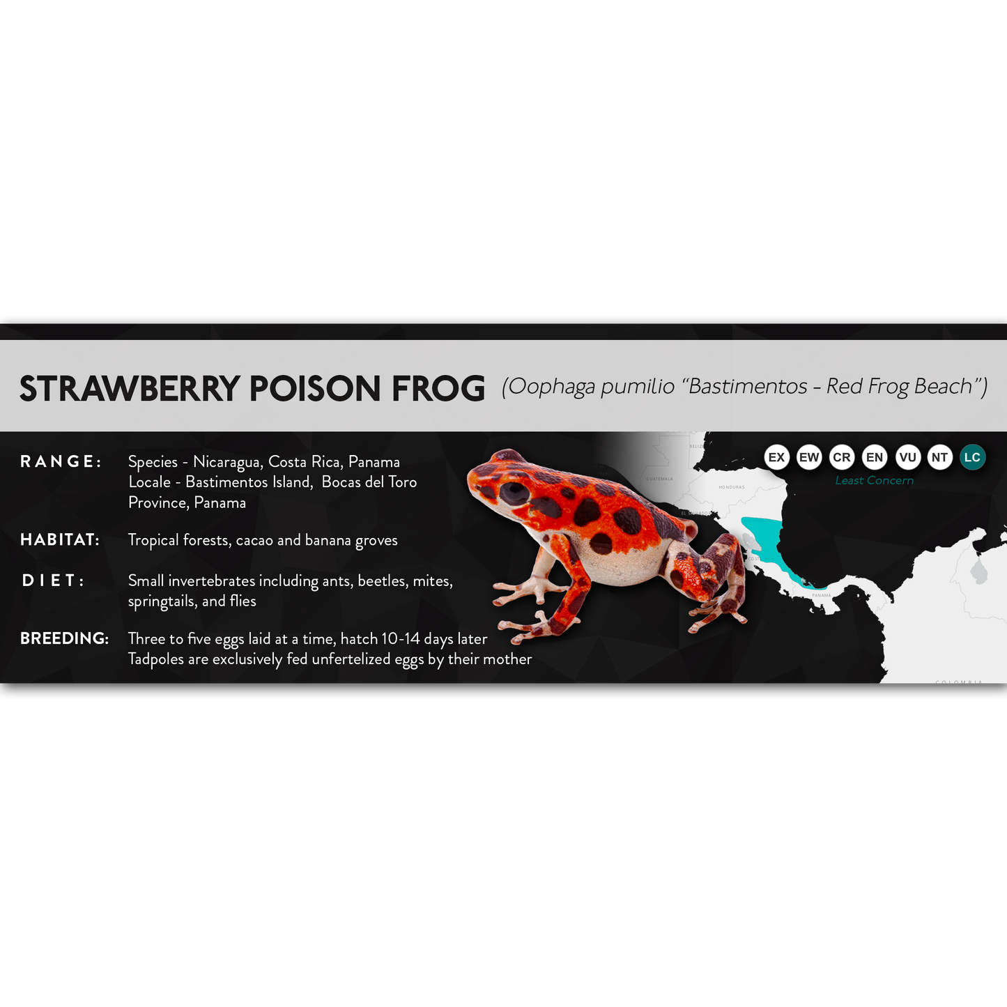 Strawberry Poison Frog (Oophaga pumilio) - X Label