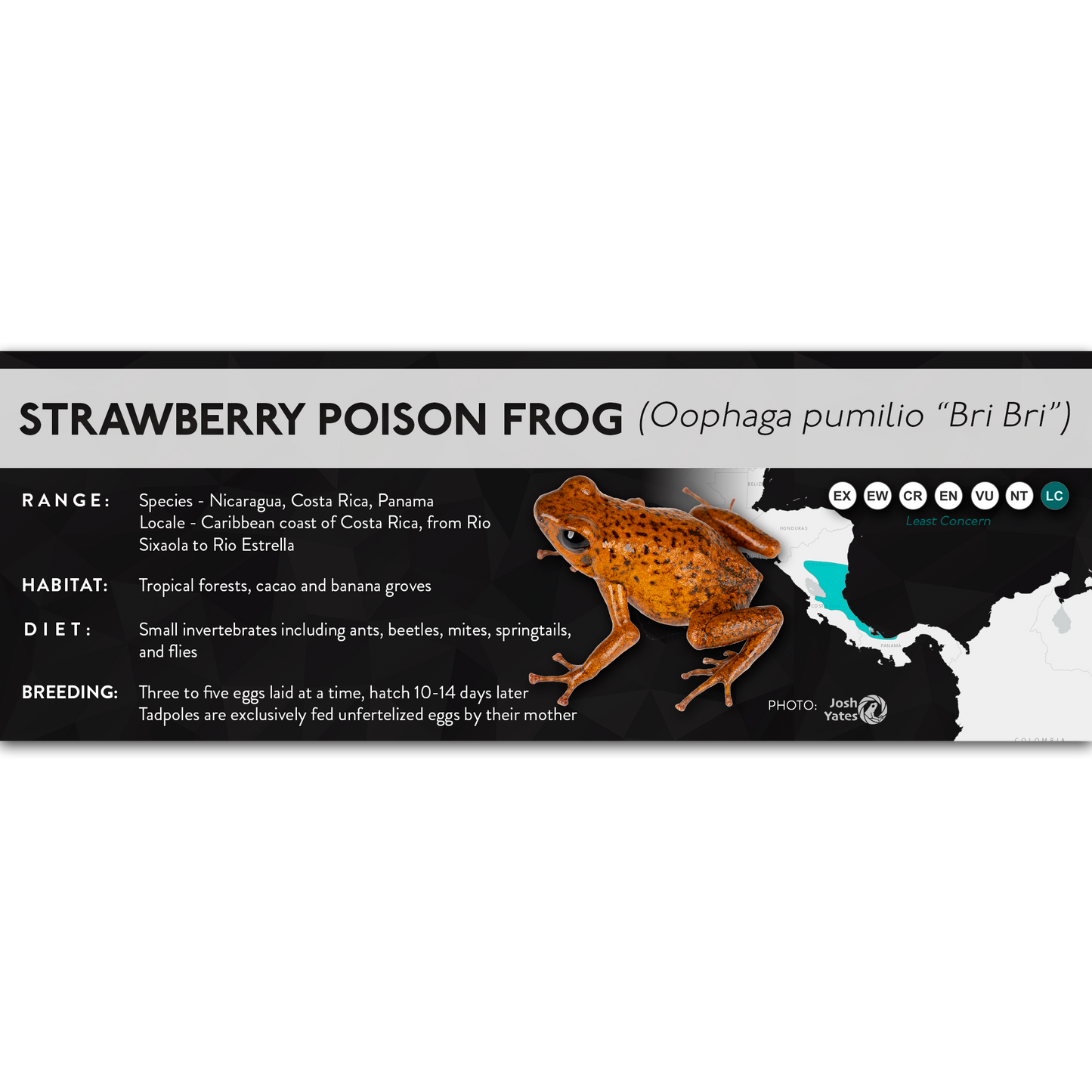 Strawberry Poison Frog (Oophaga pumilio) - X Label