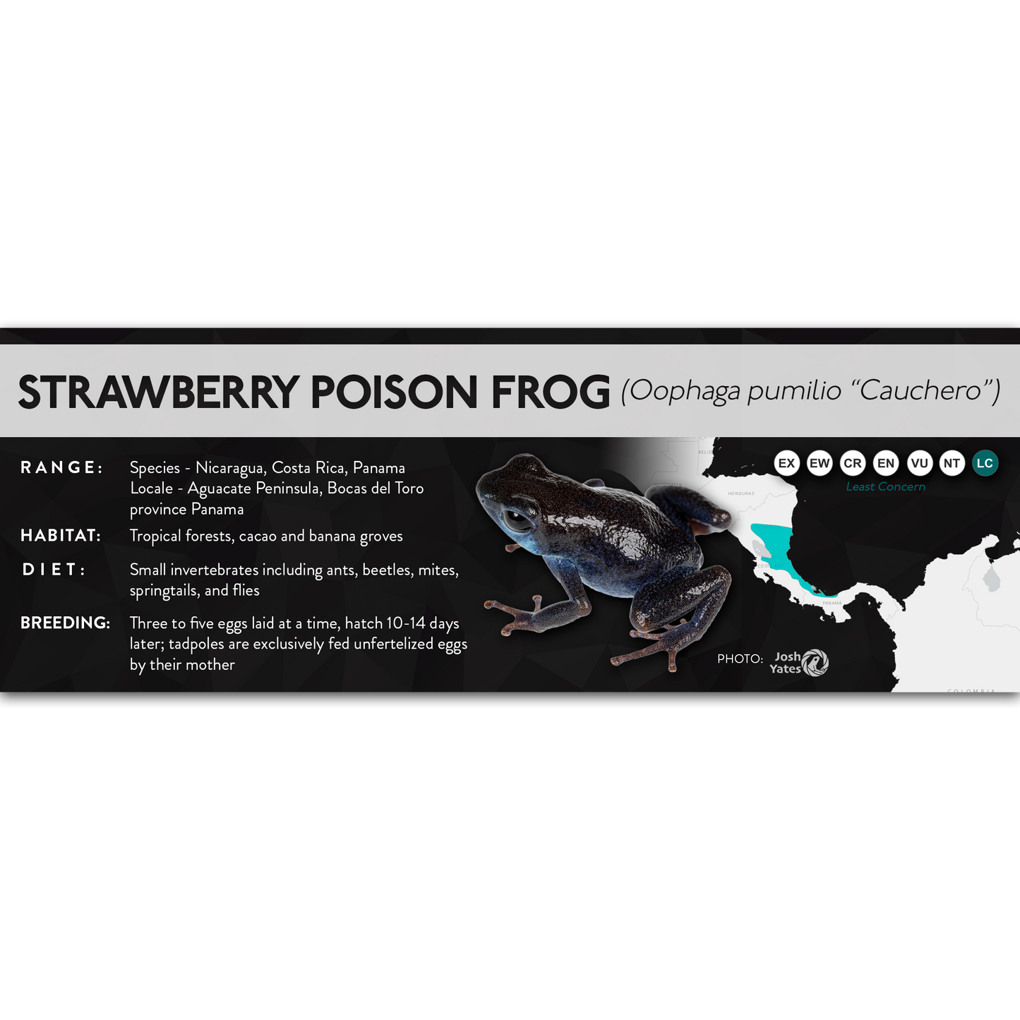 Strawberry Poison Frog (Oophaga pumilio) - X Label