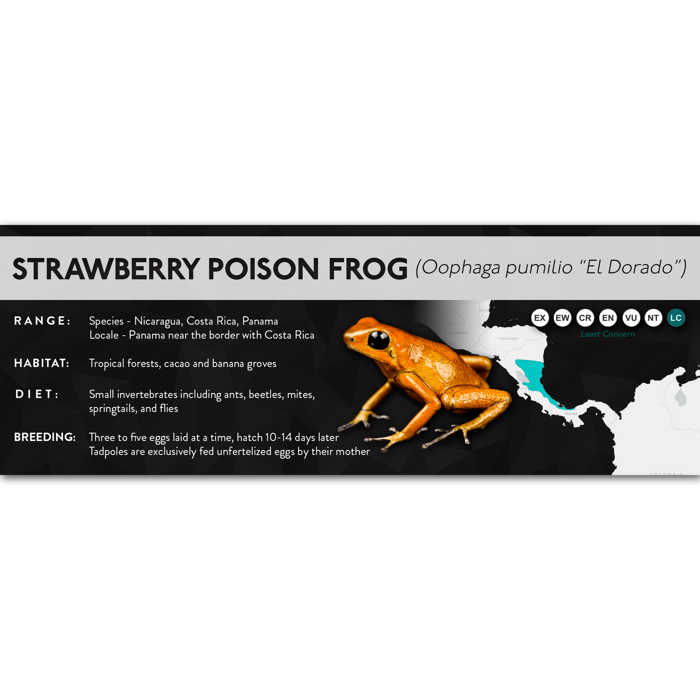 Strawberry Poison Frog (Oophaga pumilio) - X Label