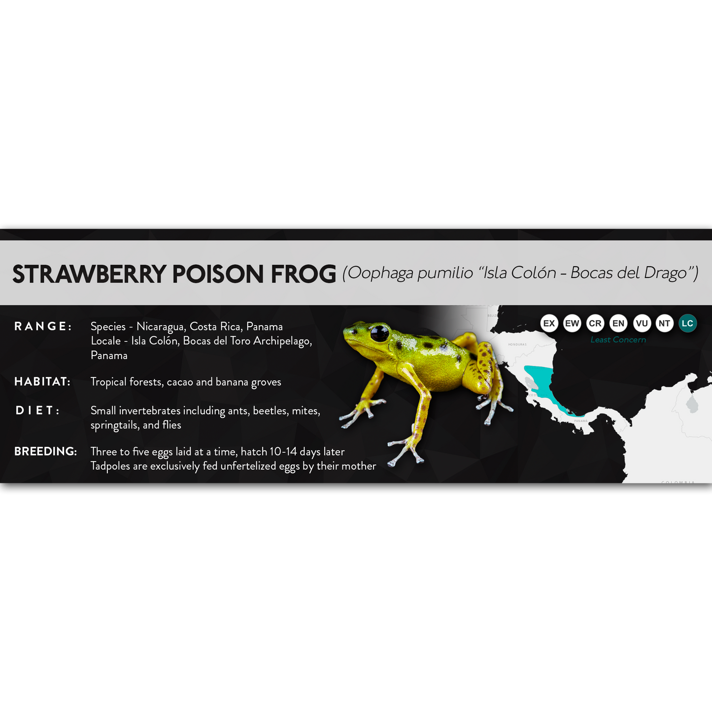 Strawberry Poison Frog (Oophaga pumilio) - X Label