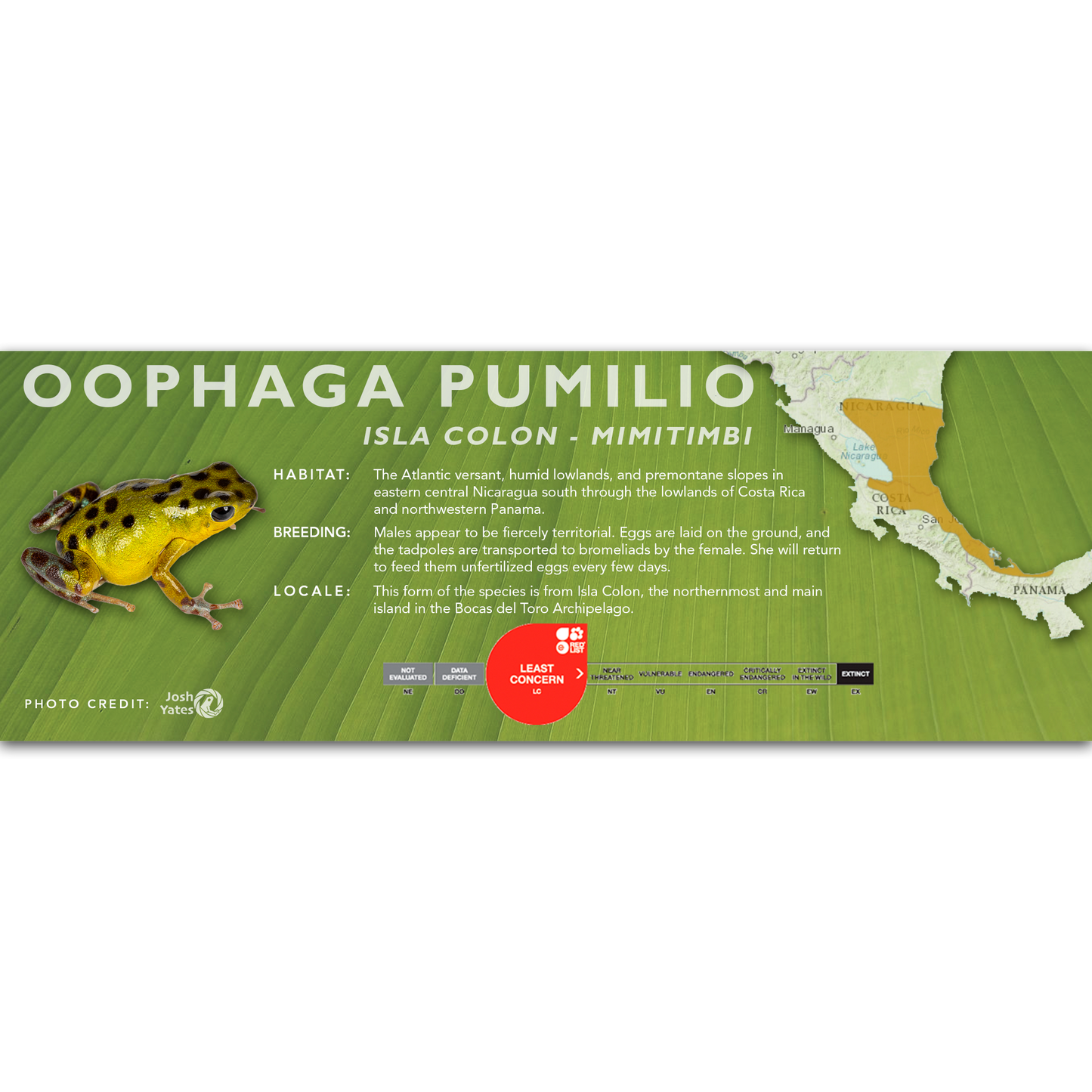 Oophaga pumilio - Classic Vivarium Label