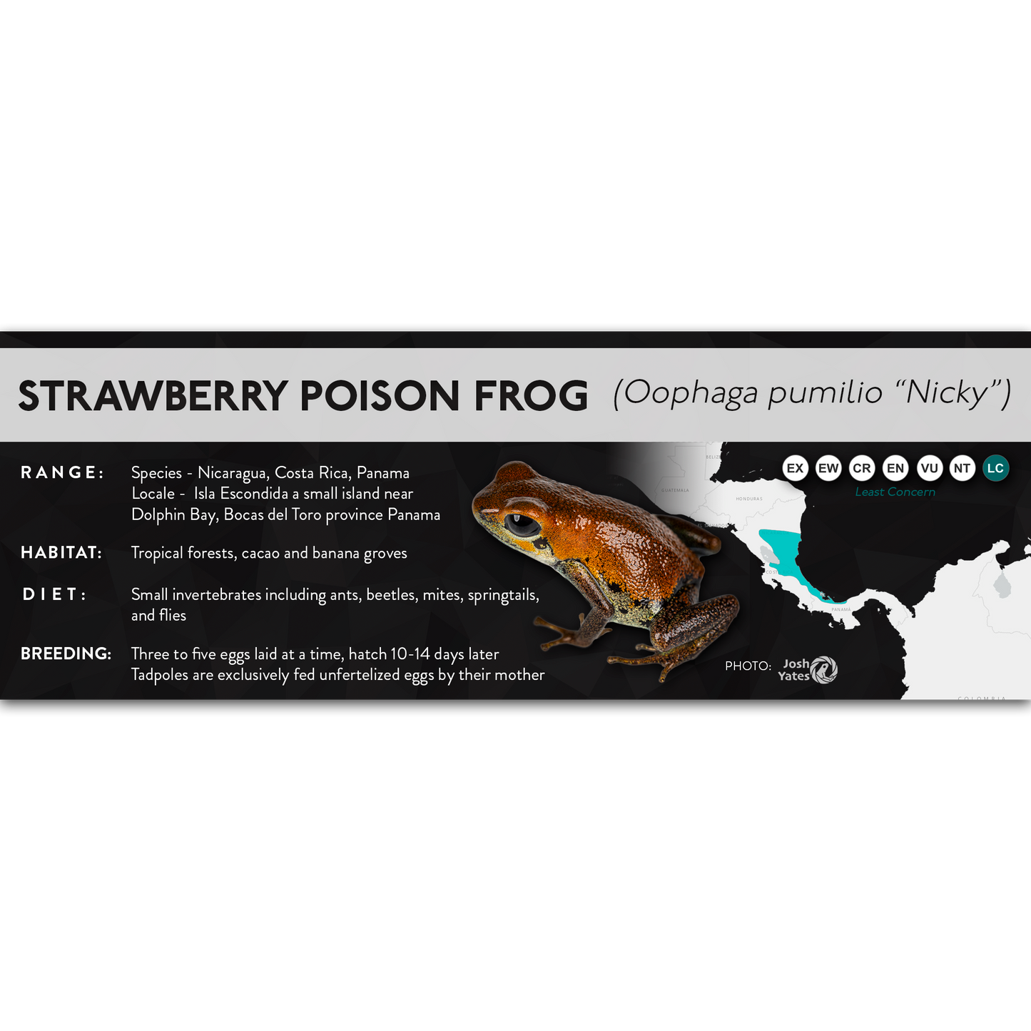 Strawberry Poison Frog (Oophaga pumilio) - X Label