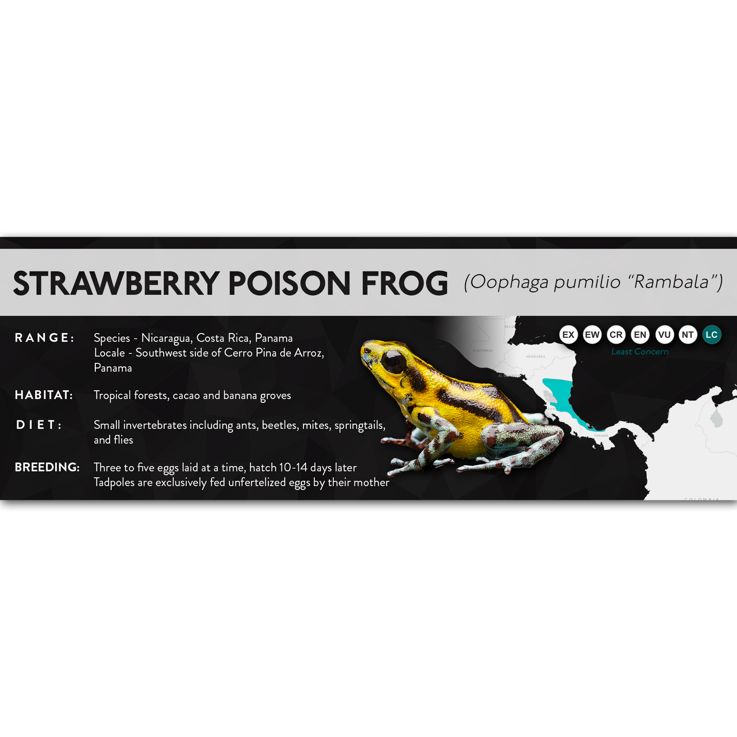 Strawberry Poison Frog (Oophaga pumilio) - X Label