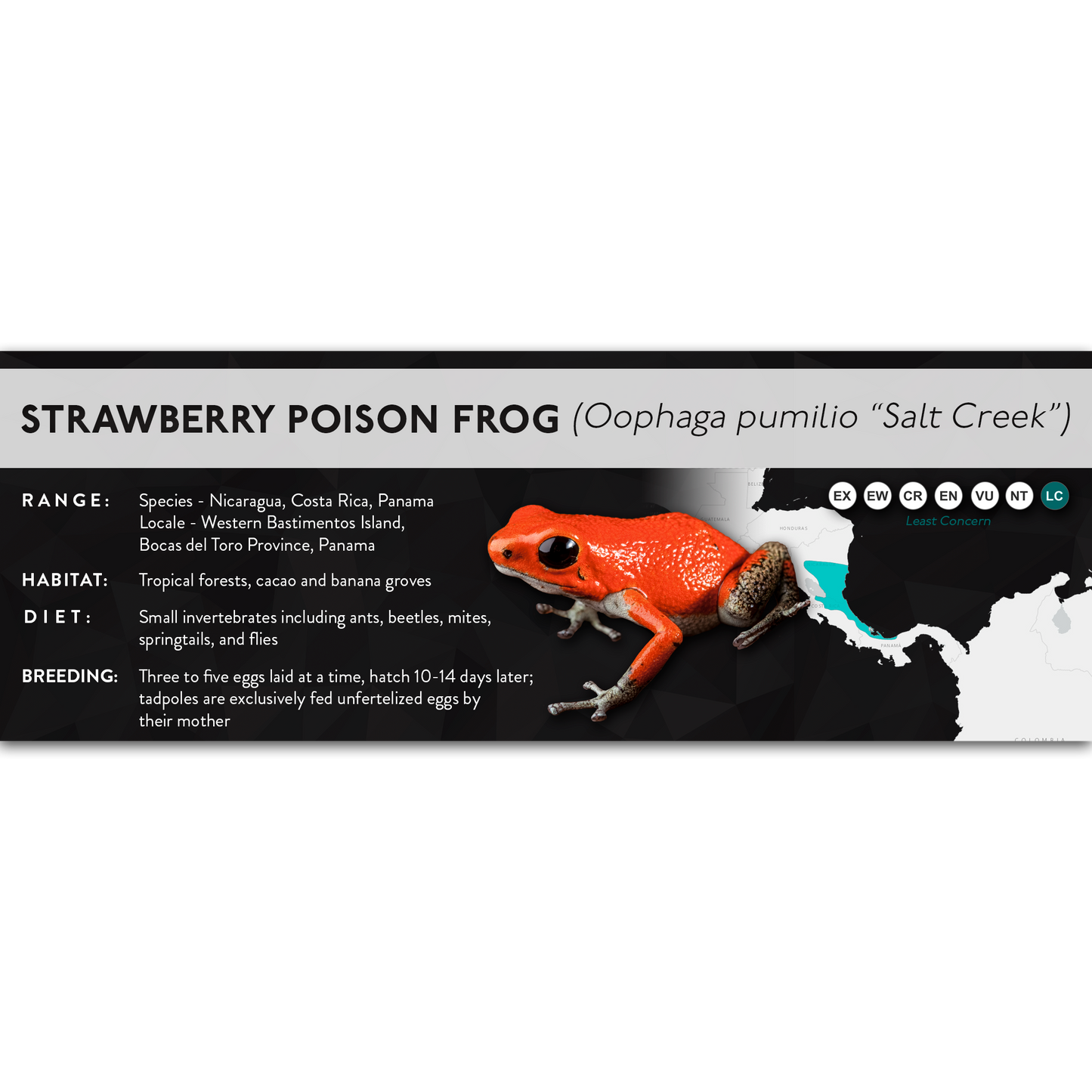 Strawberry Poison Frog (Oophaga pumilio) - X Label