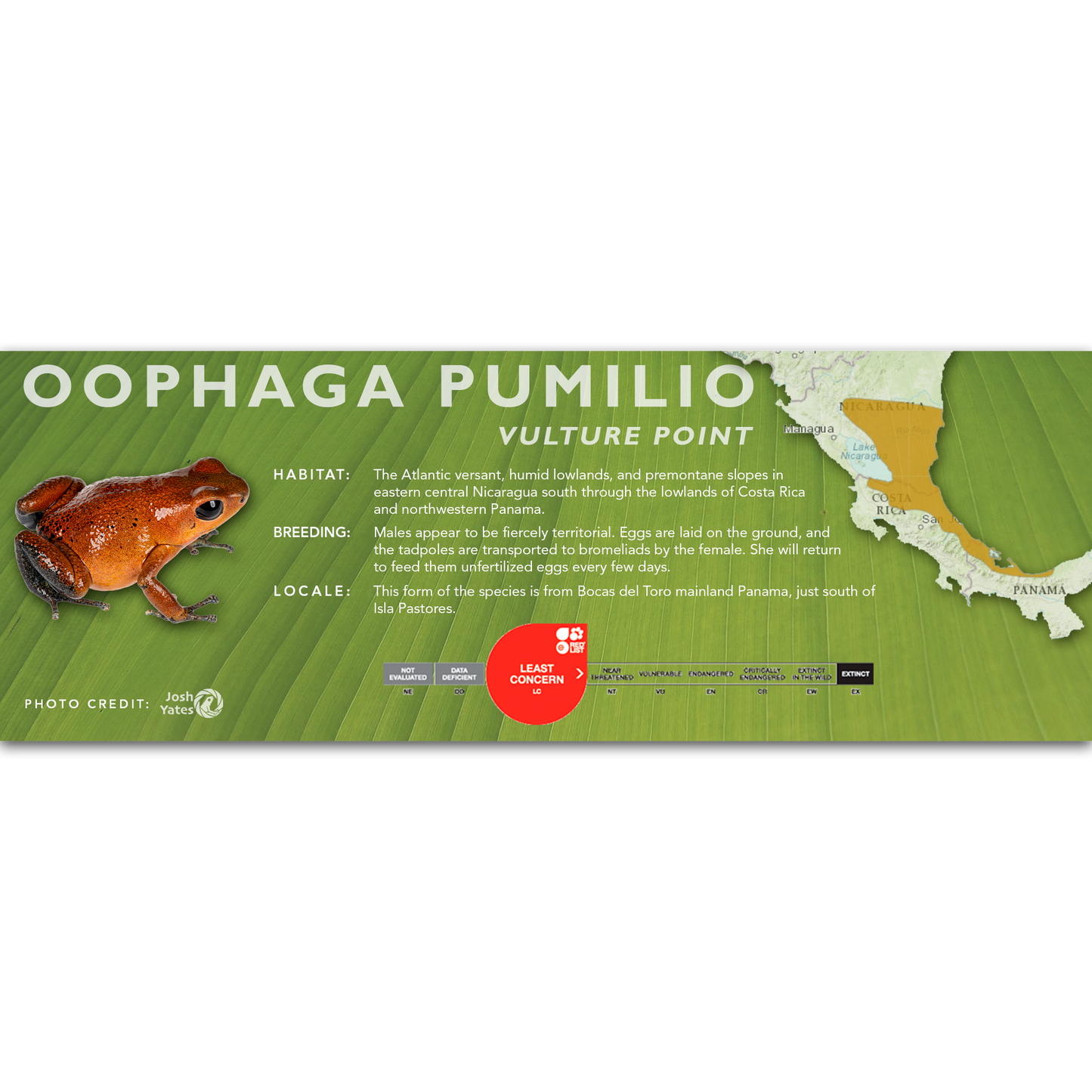Oophaga pumilio - Classic Vivarium Label
