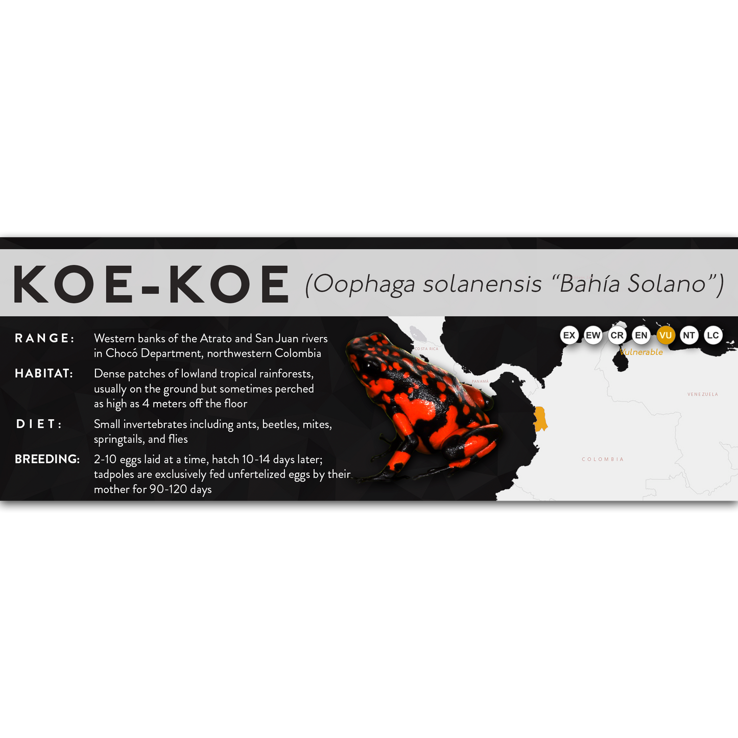 Koe-Koe (Oophaga solanensis) - X Label
