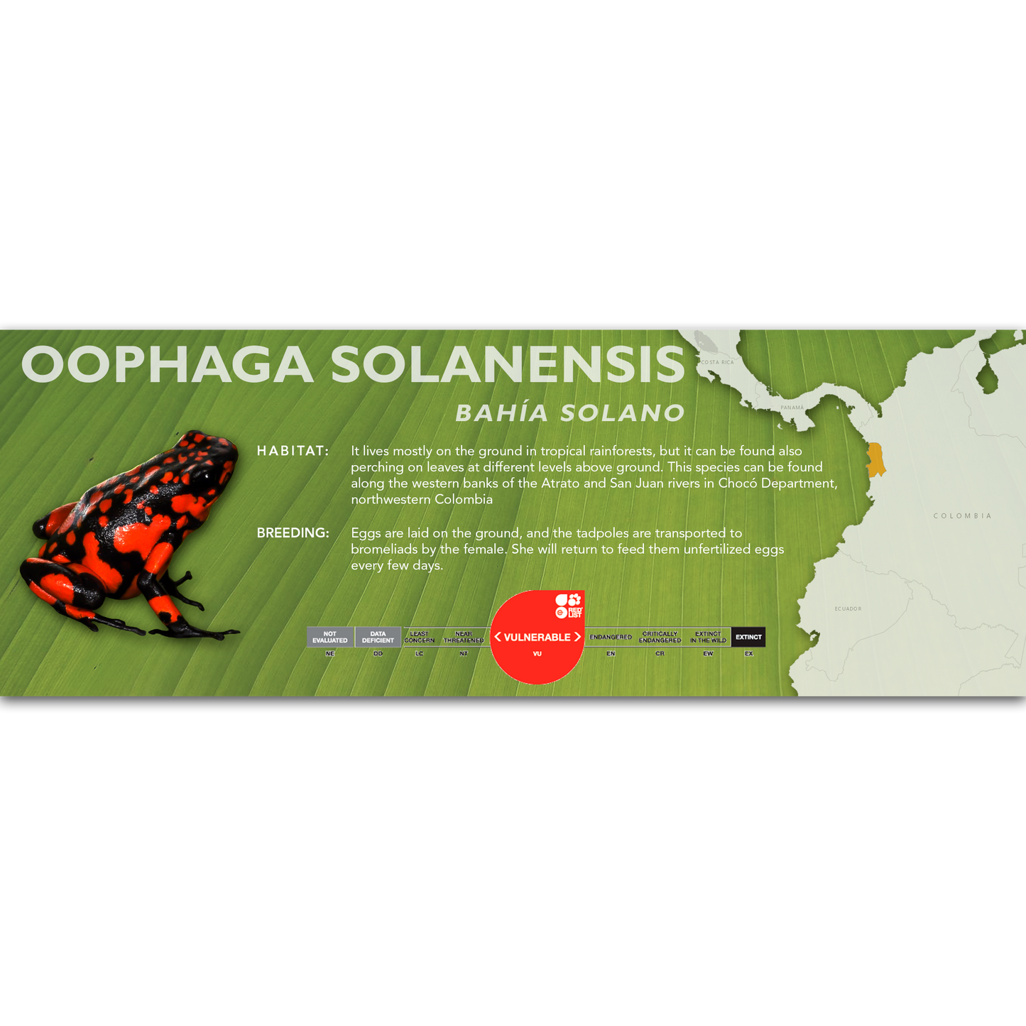 Oophaga solanensis - Classic Vivarium Label