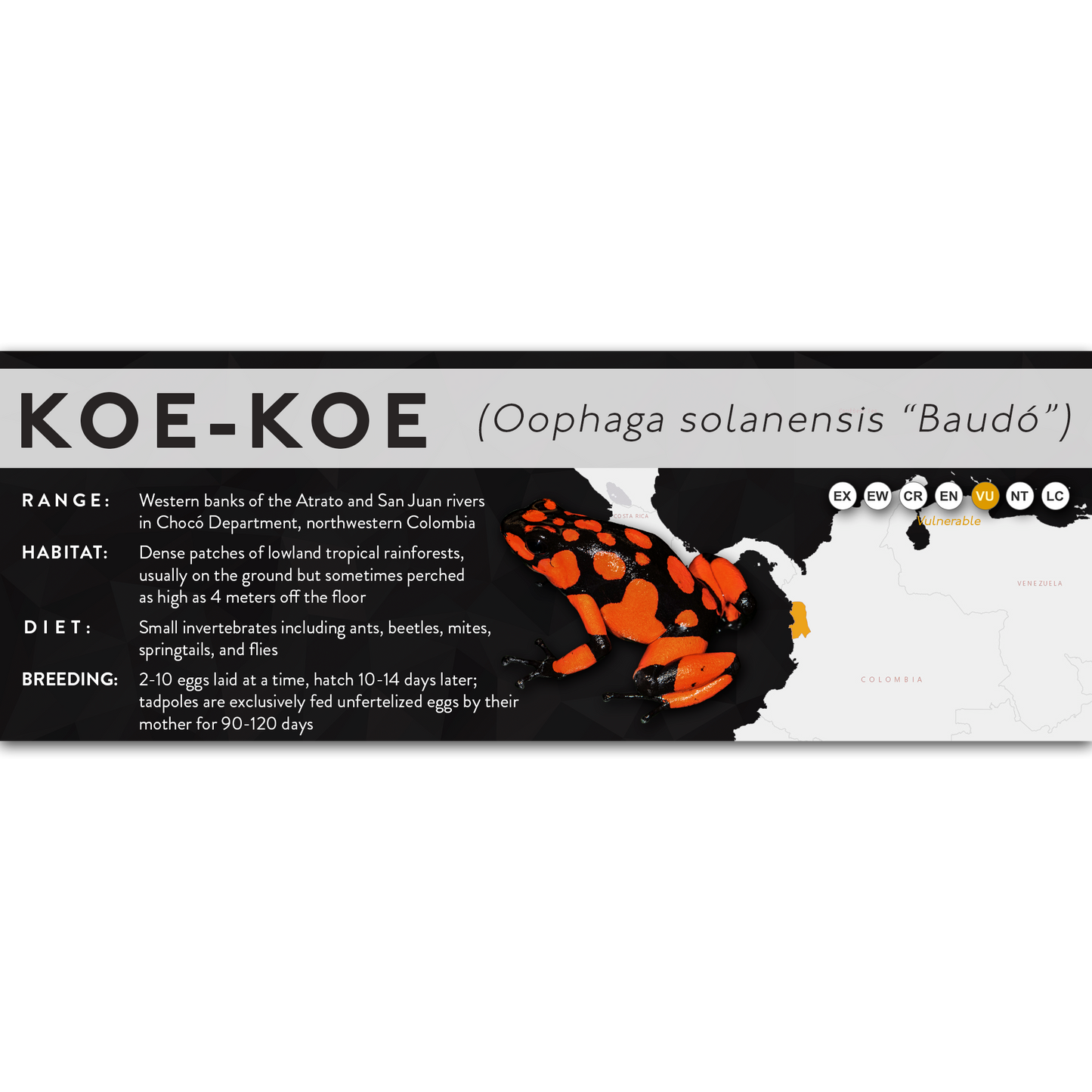 Koe-Koe (Oophaga solanensis) - X Label