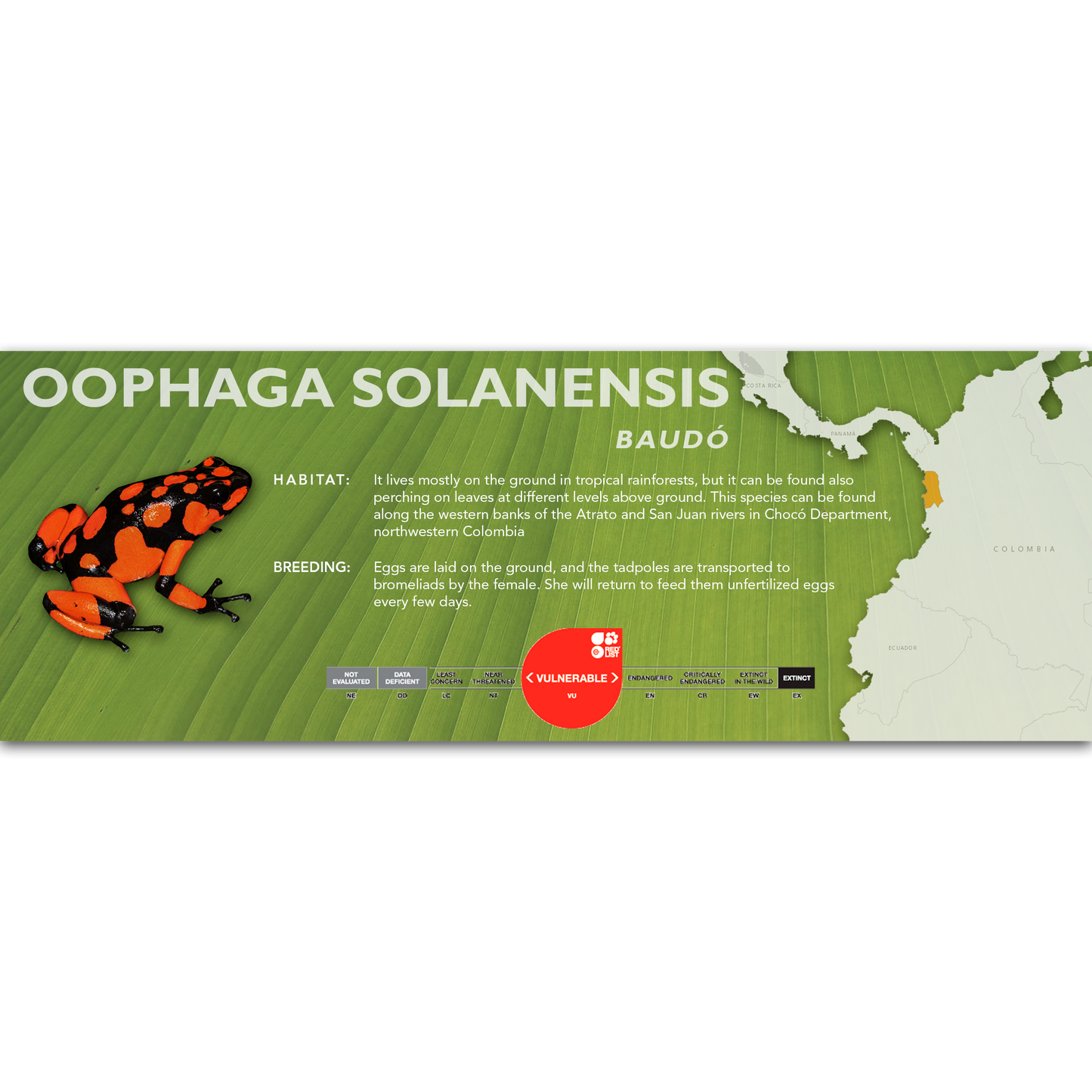Oophaga solanensis - Classic Vivarium Label
