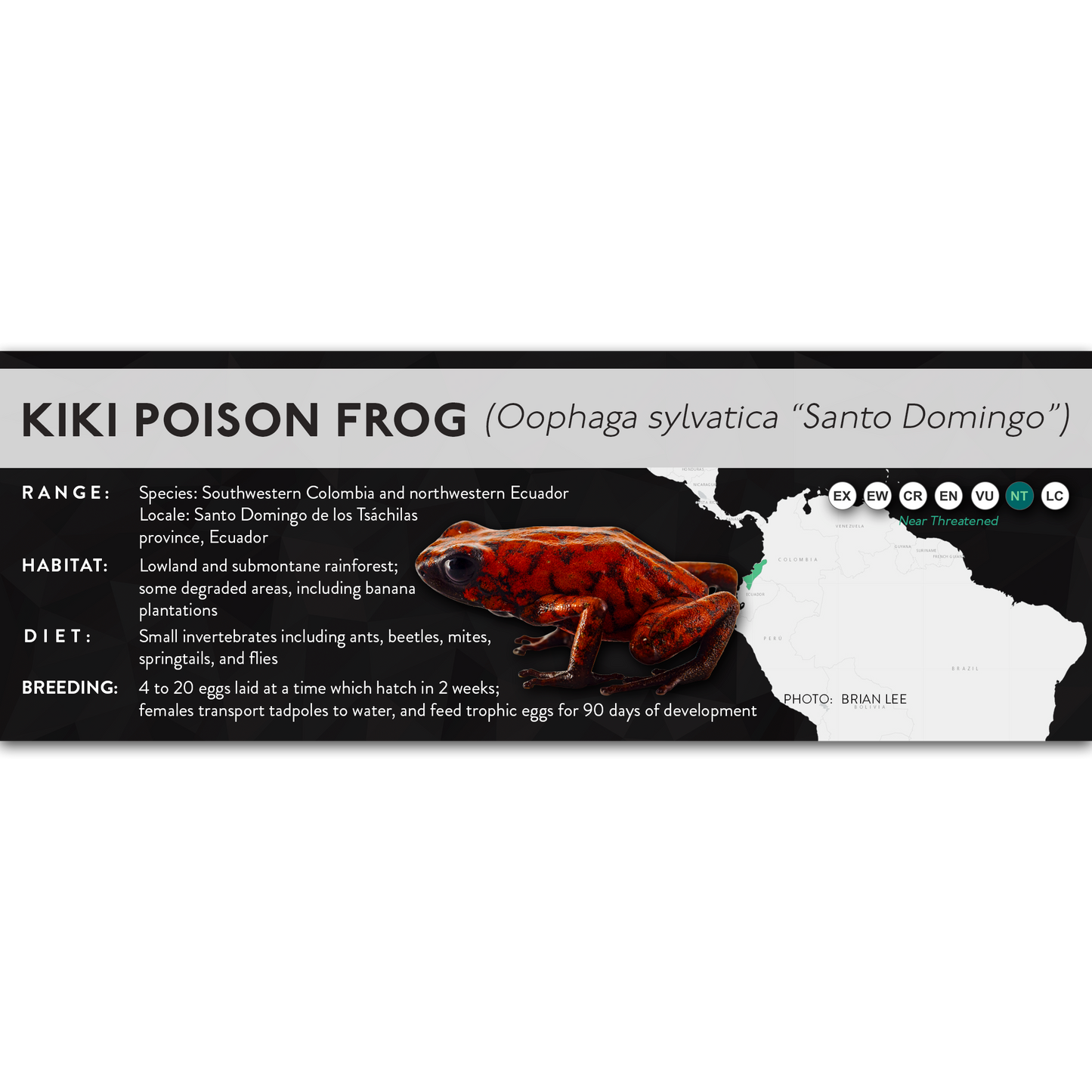Kiki Poison Frog (Oophaga sylvatica) - X Label