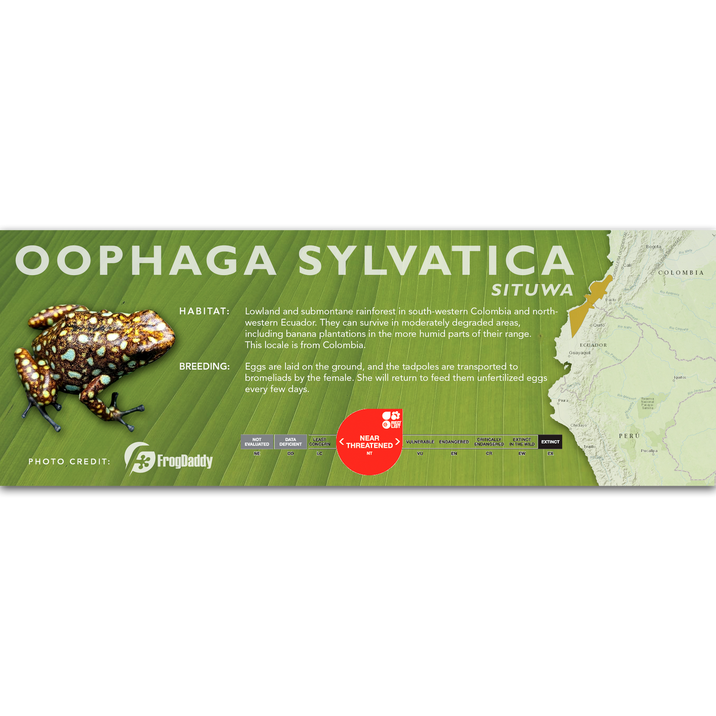 Oophaga sylvatica - Classic Vivarium Label