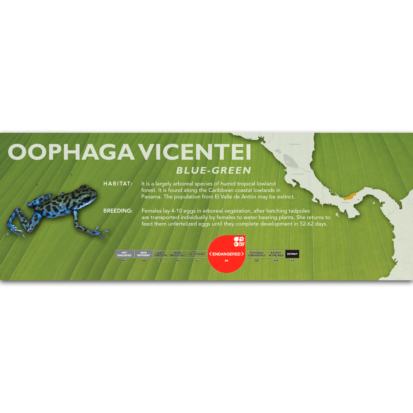 Oophaga vicentei - Classic Vivarium Label