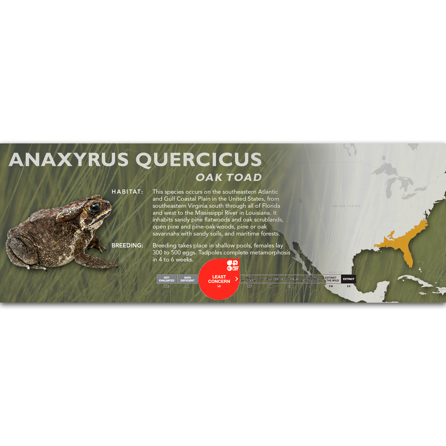 Oak Toad (Anaxyrus quercicus) - Classic Vivarium Label