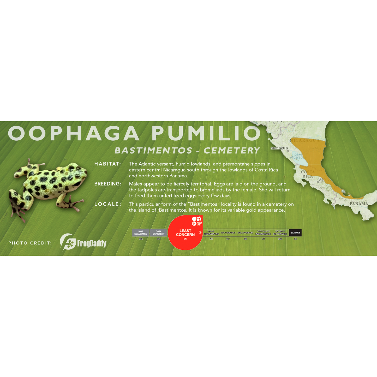 Oophaga pumilio - Classic Vivarium Label