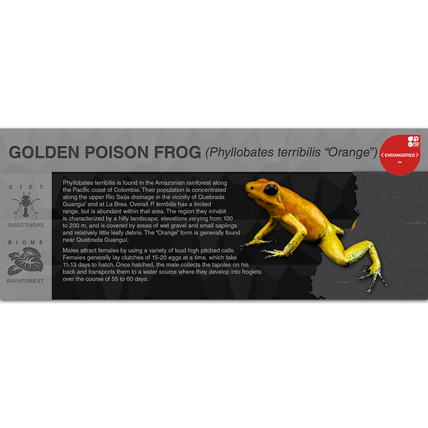 Golden Poison Frog (Phyllobates terribilis) - Black Series Vivarium Label