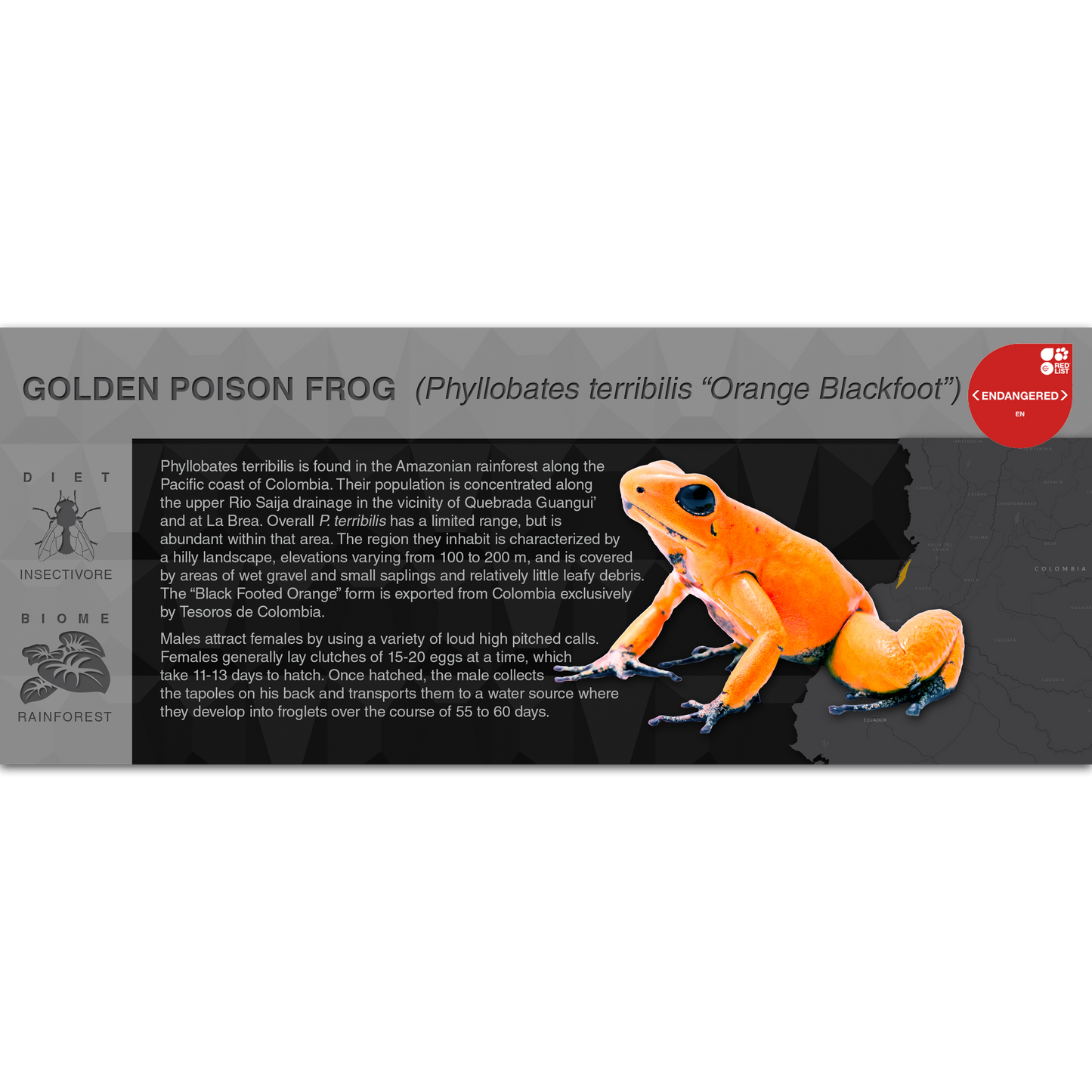 Golden Poison Frog (Phyllobates terribilis) - Black Series Vivarium Label