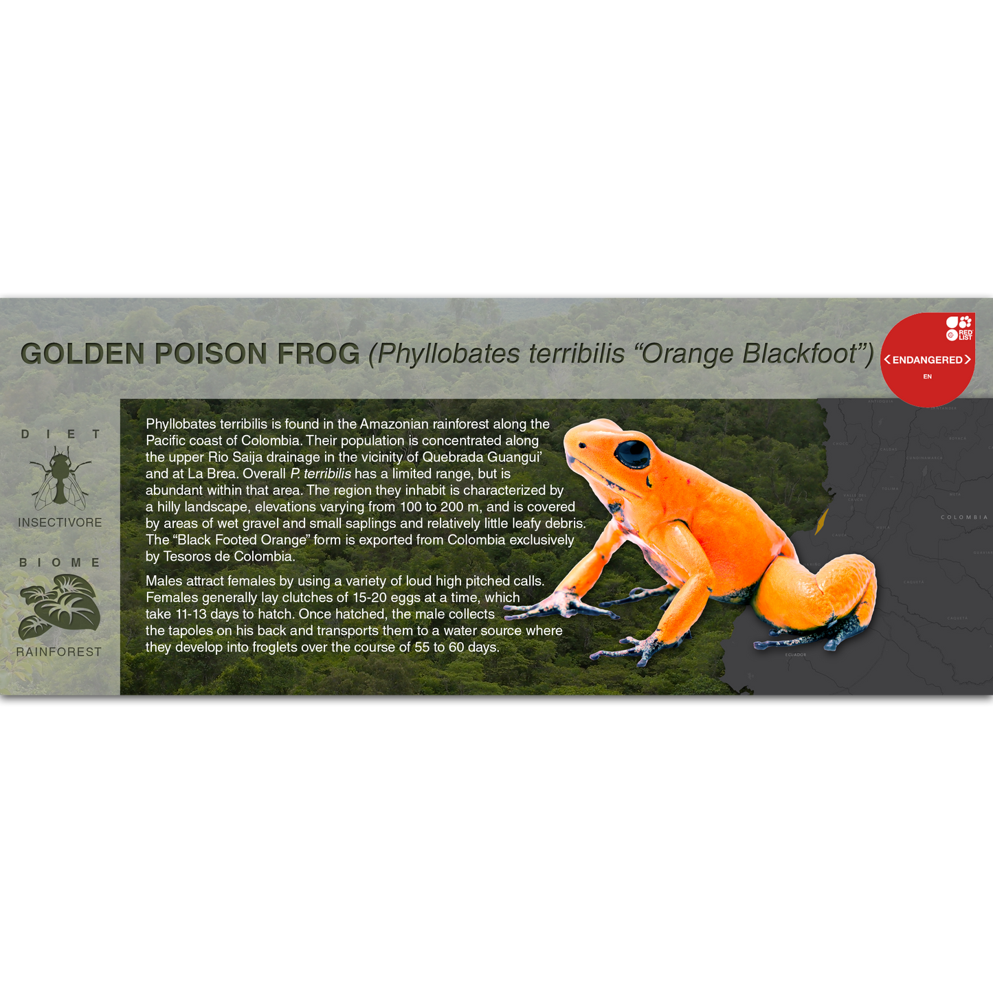 Golden Poison Frog (Phyllobates terribilis) - Black Series Vivarium Label
