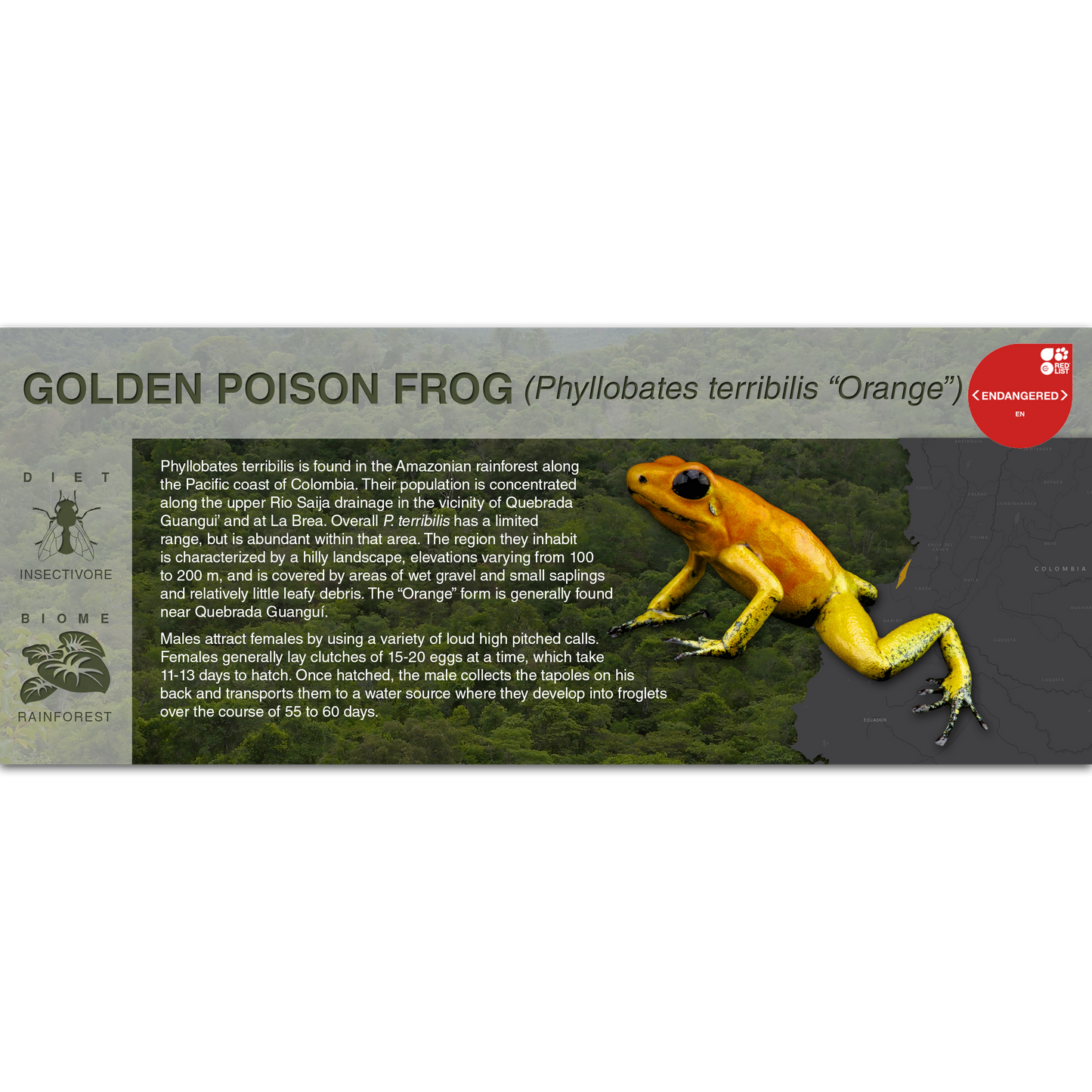 Golden Poison Frog (Phyllobates terribilis) - Black Series Vivarium Label
