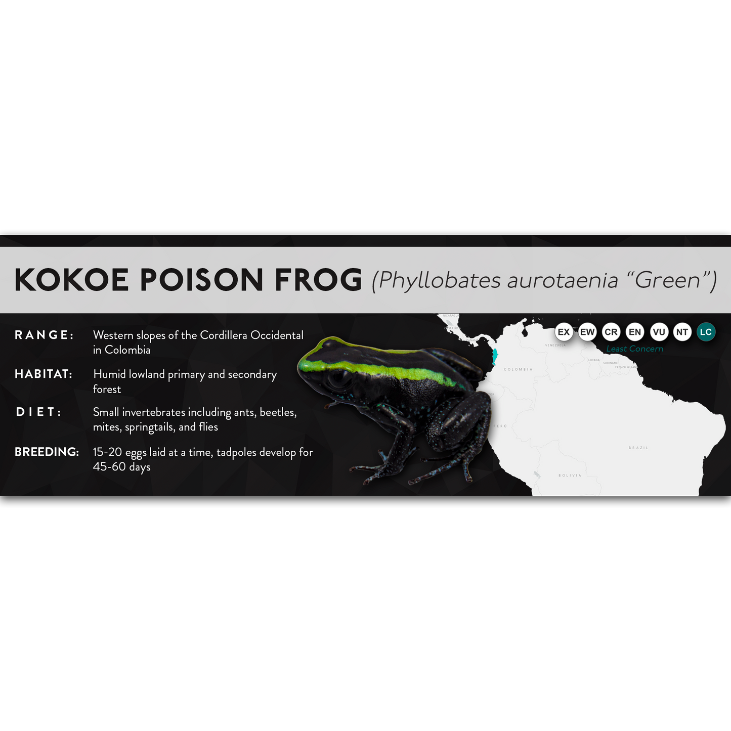 Kokoe Poison Frog (Phyllobates aurotaenia) - X Label