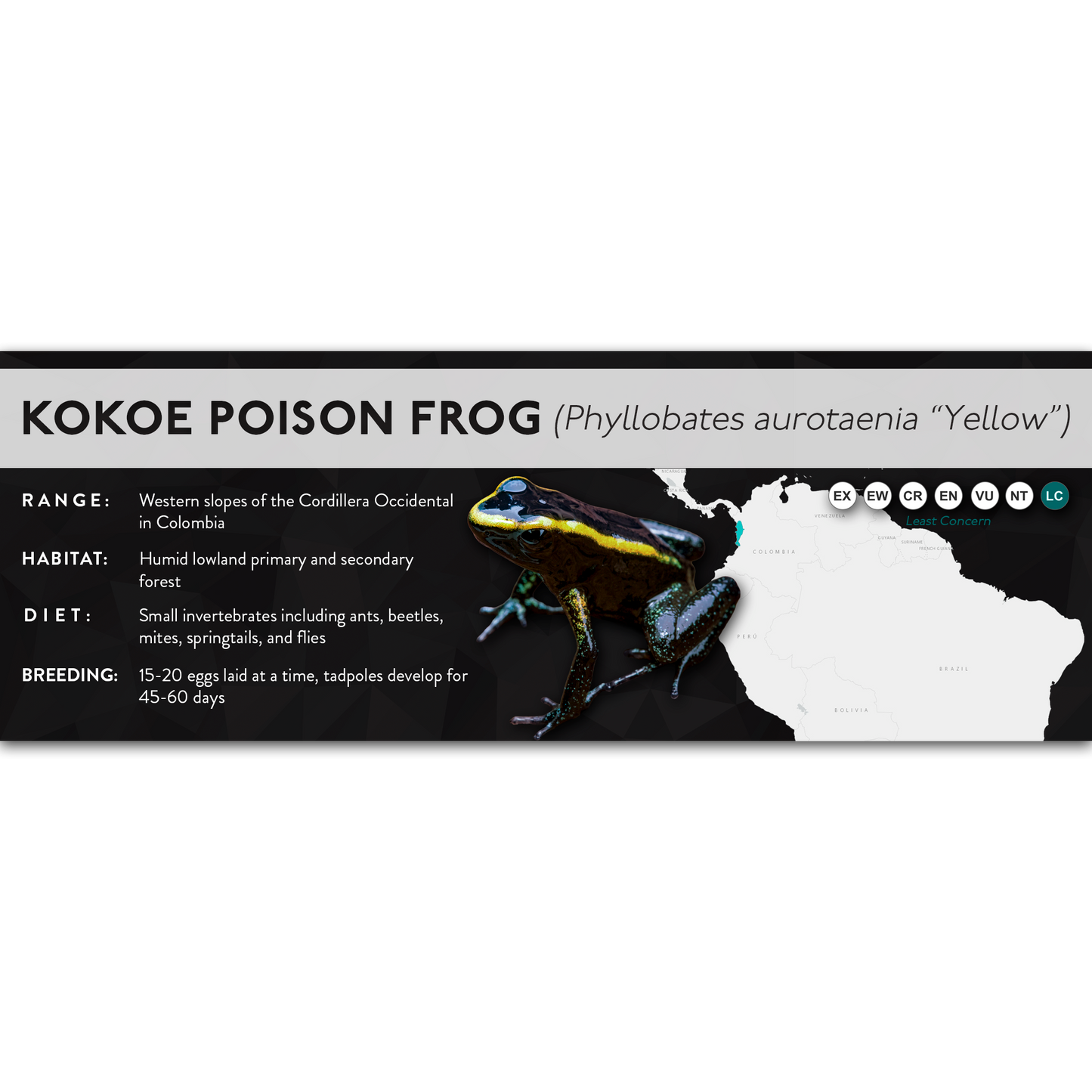 Kokoe Poison Frog (Phyllobates aurotaenia) - X Label