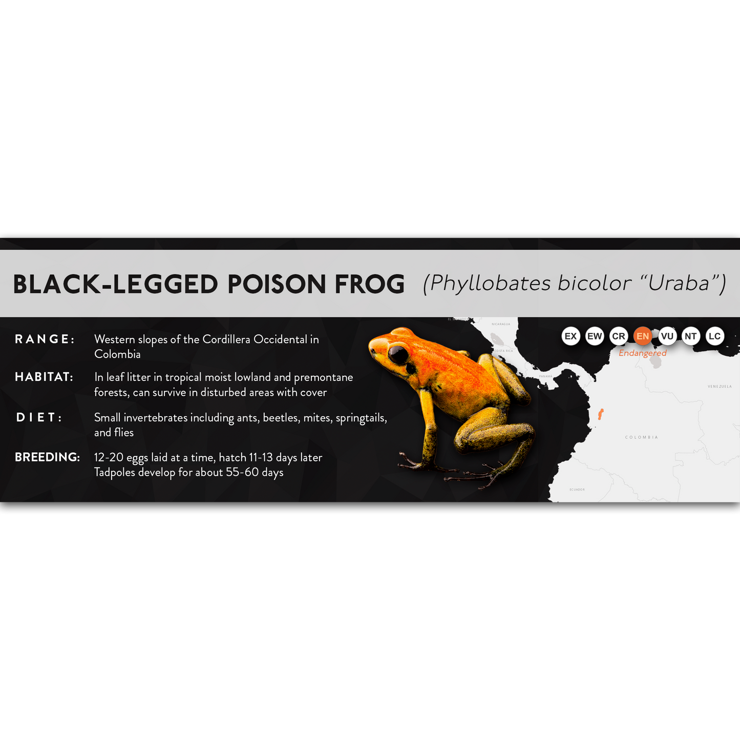 Black-Legged Poison Frog (Phyllobates bicolor) - X Label
