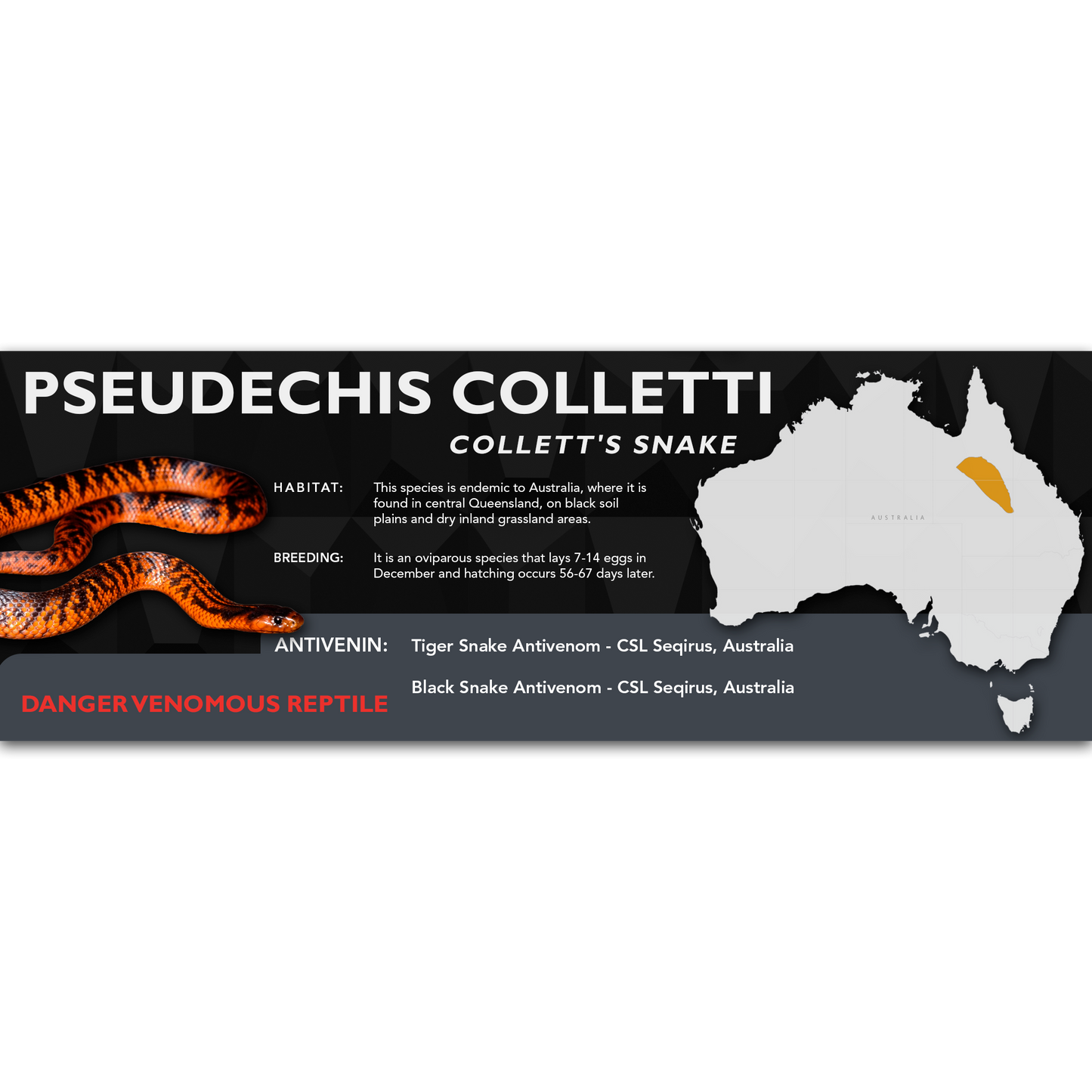 Collett's Snake (Pseudechis colletti) Classic Vivarium Label