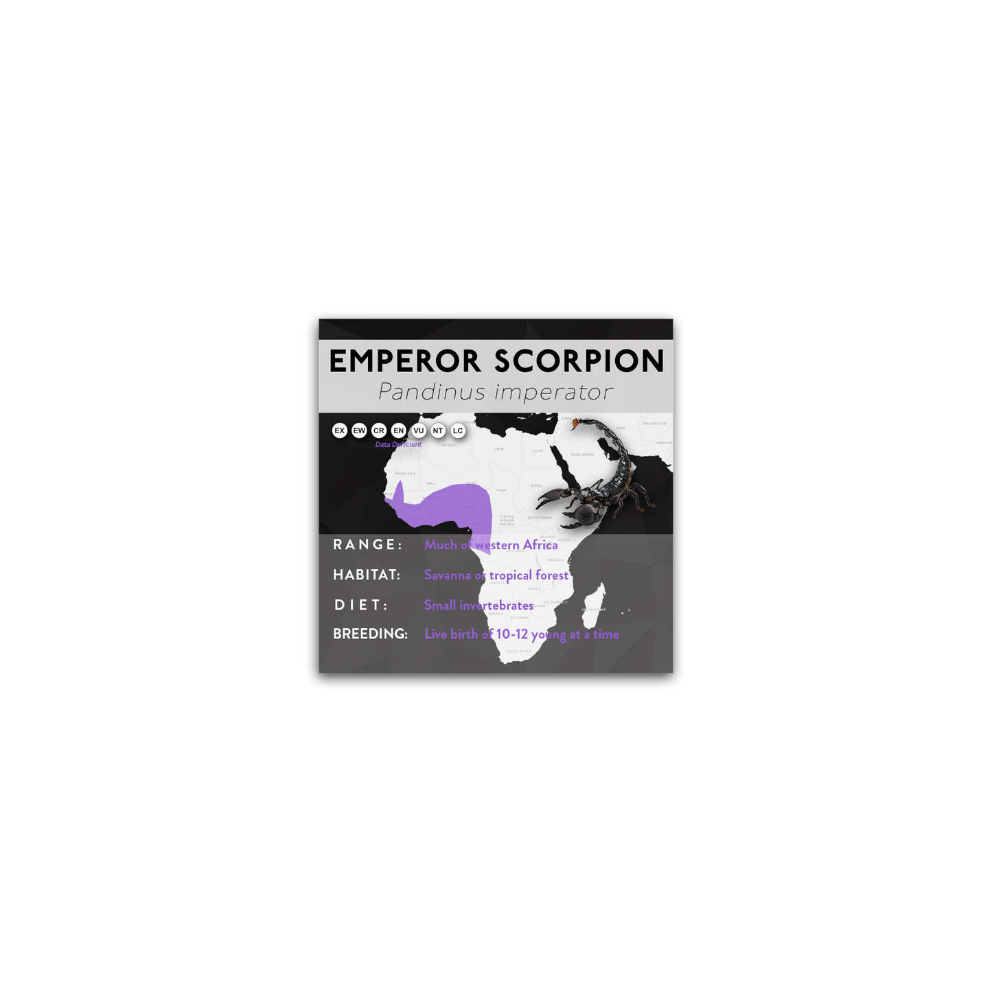 Emperor Scorpion (Pandinus imperator) - X Label