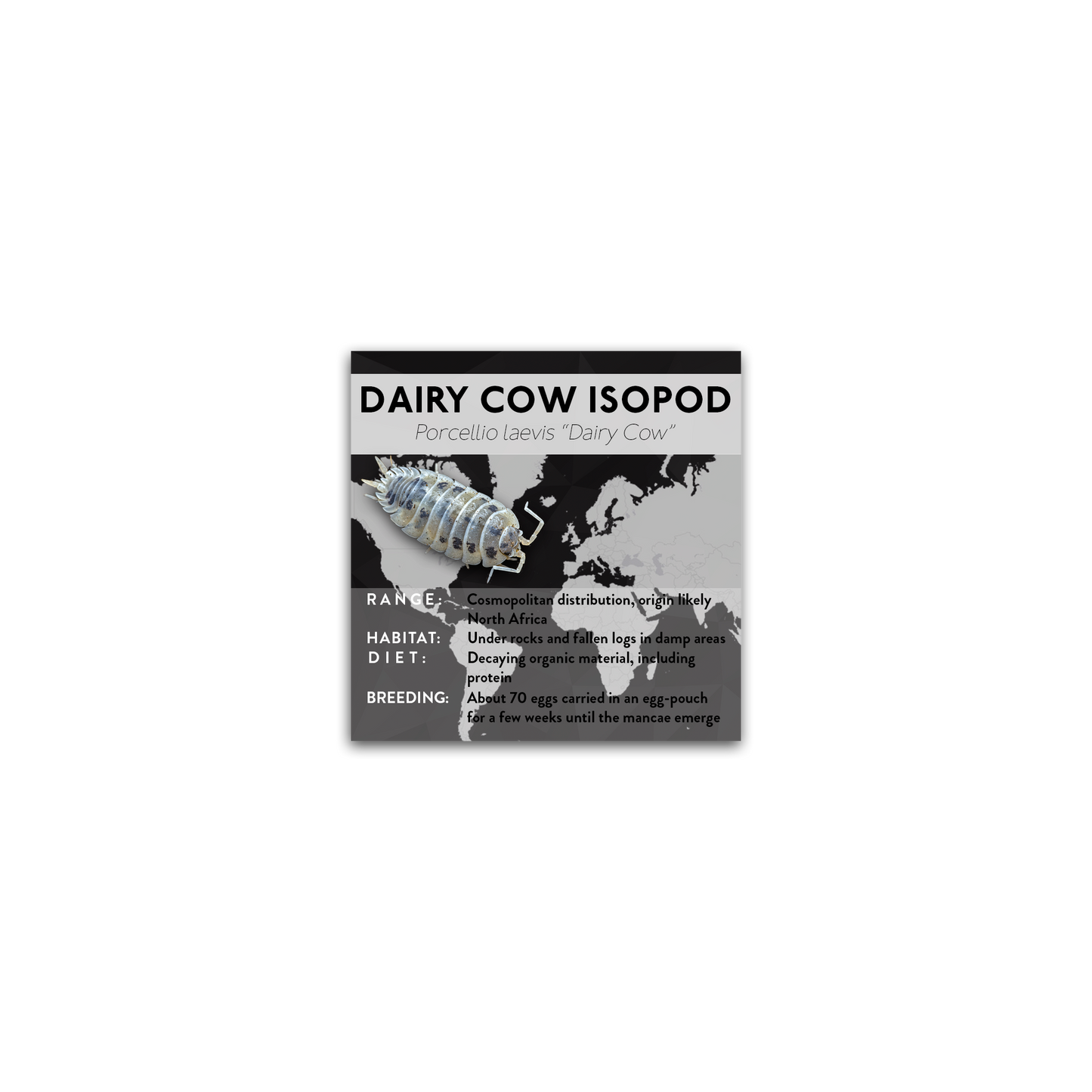 Dairy Cow Isopod (Porcellio laevis "Dairy Cow") - X Label